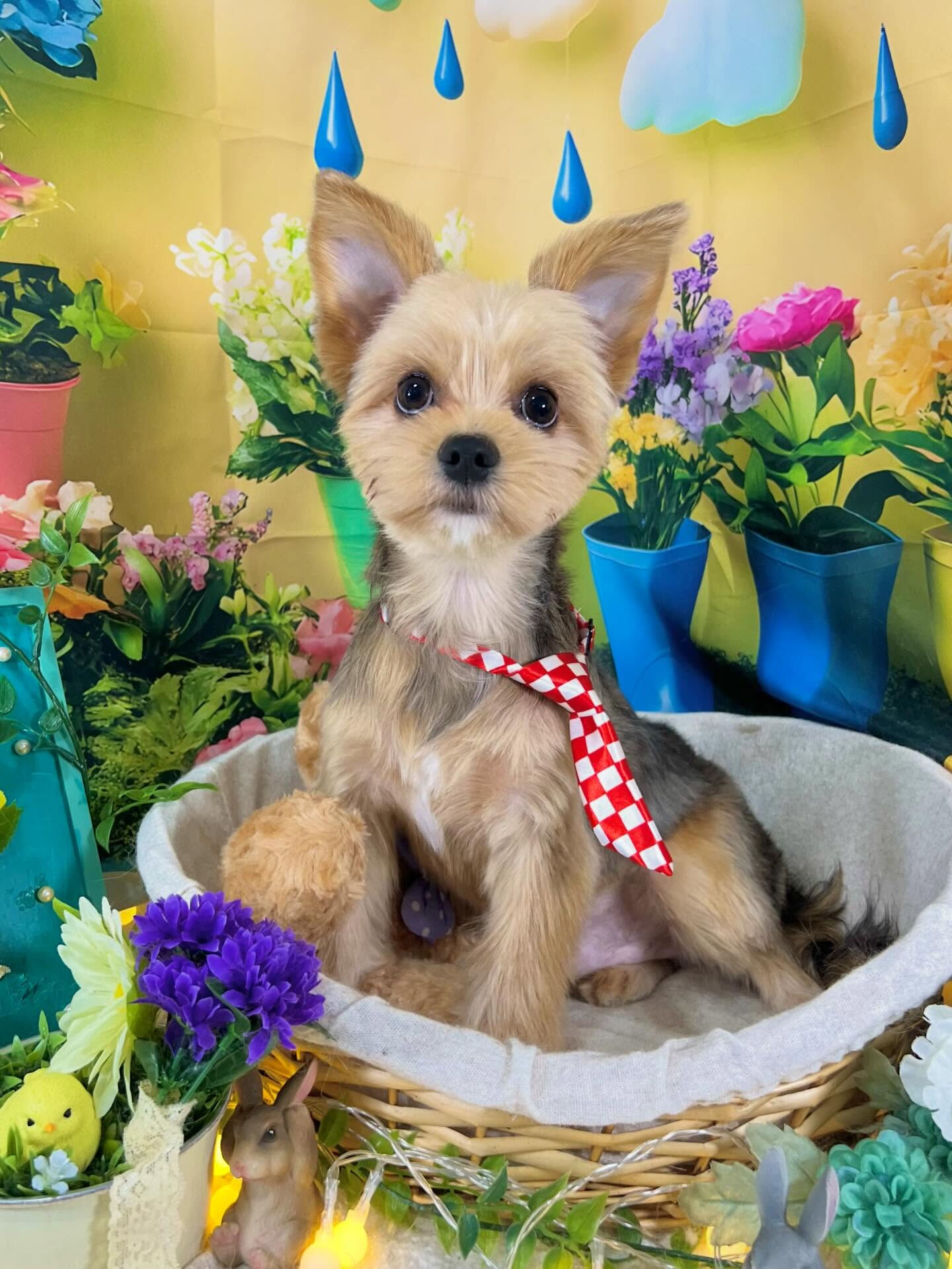 来店いただいた、チワワ×ヨーキーのポピーくんです🐶✨