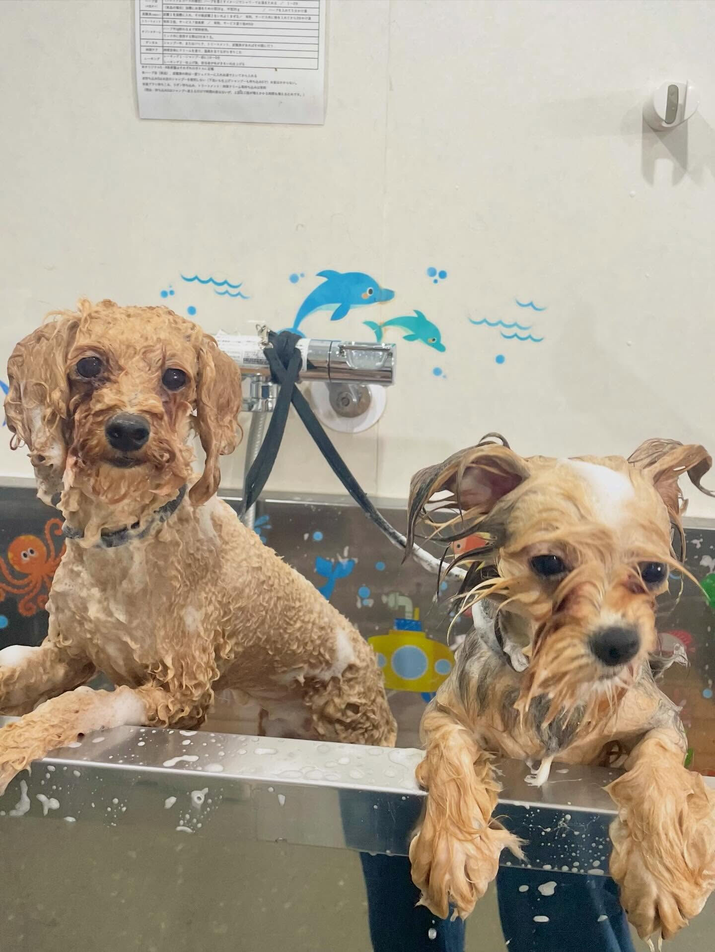 来店いただいた、チワワ×ヨーキーのポピーくんです🐶✨