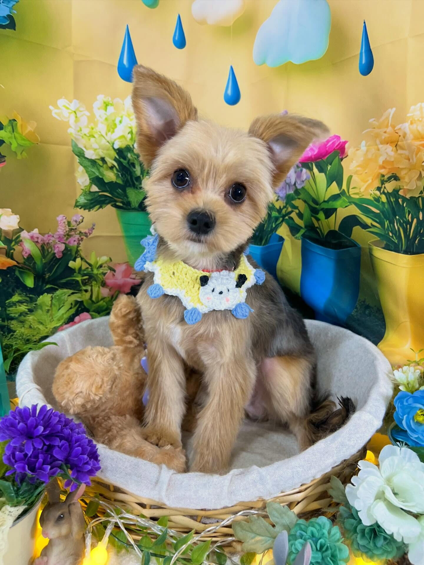 来店いただいた、チワワ×ヨーキーのポピーくんです🐶✨