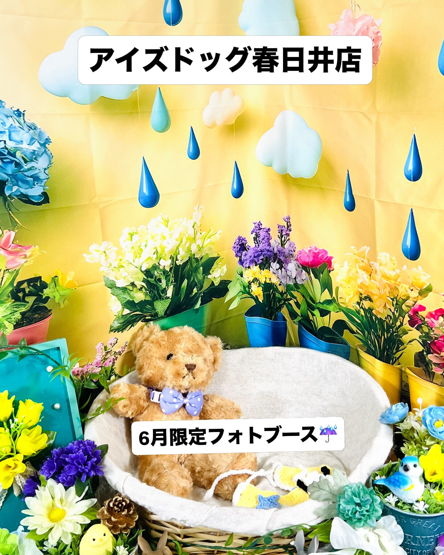 📢【トリミング空き枠のご案内】✂️✨