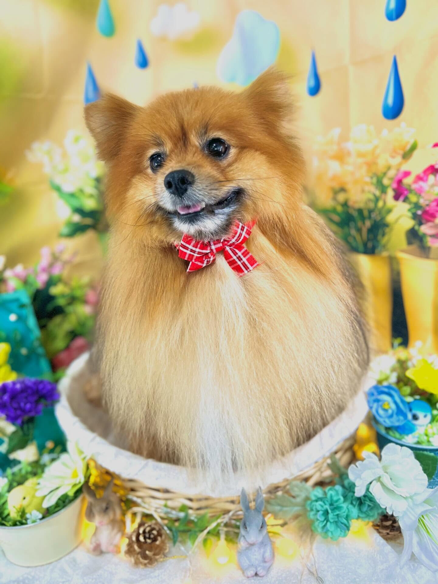 来店いただいた、ごん太くんです🐶✨