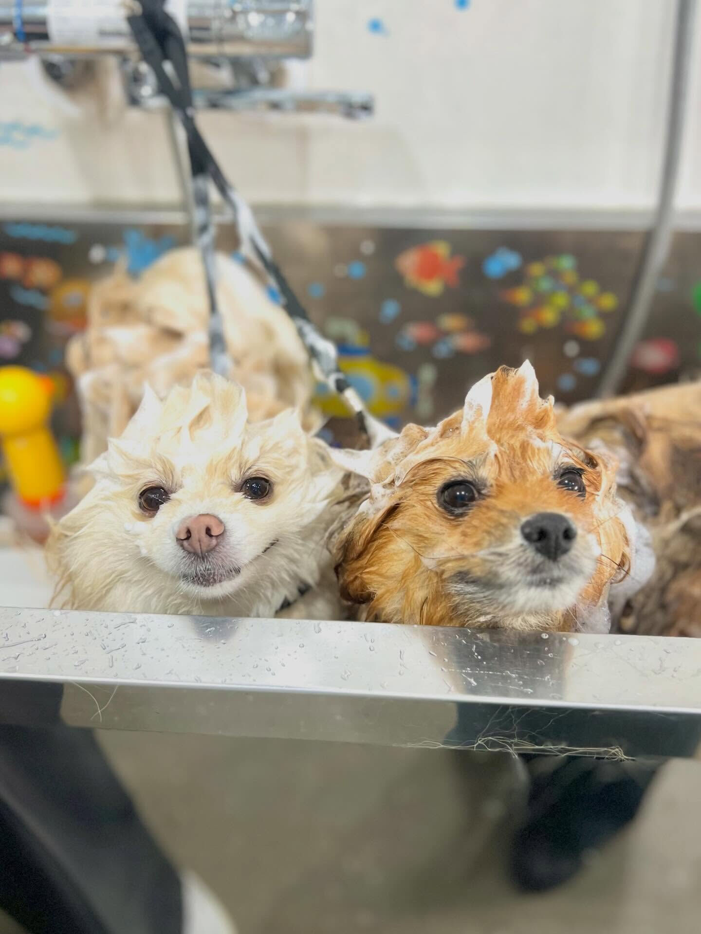 来店いただいた、ごん太くんです🐶✨