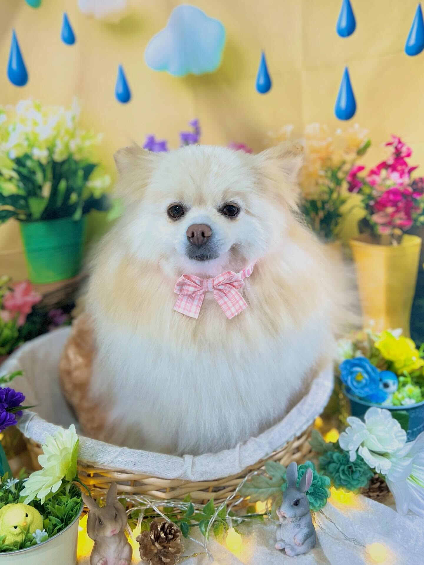 来店いただいた、はな子ちゃんです🐶✨