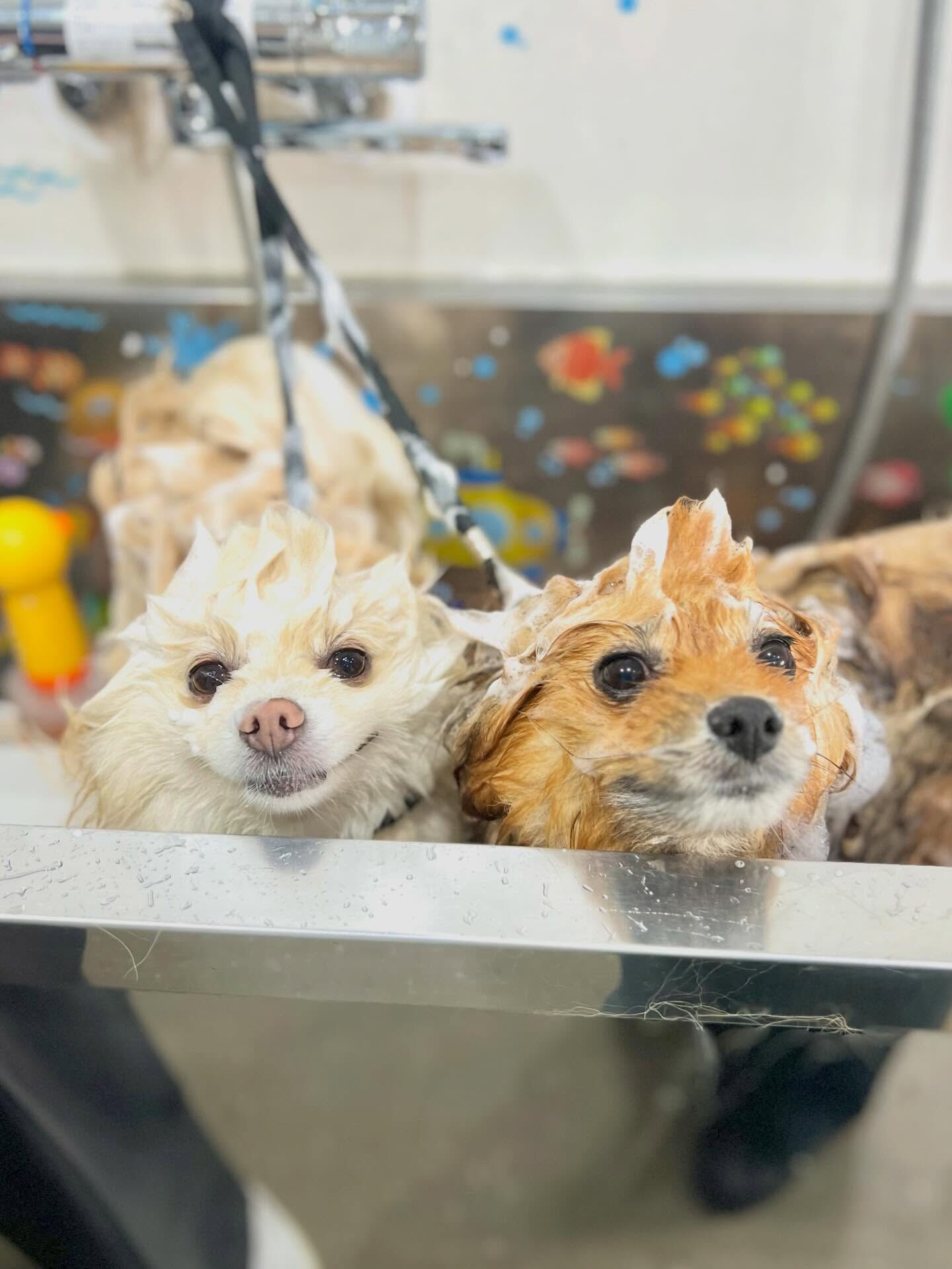来店いただいた、はな子ちゃんです🐶✨