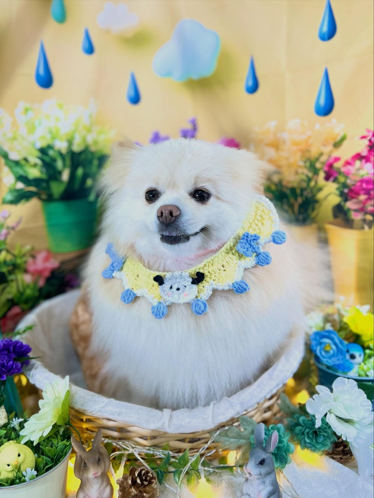 来店いただいた、はな子ちゃんです🐶✨