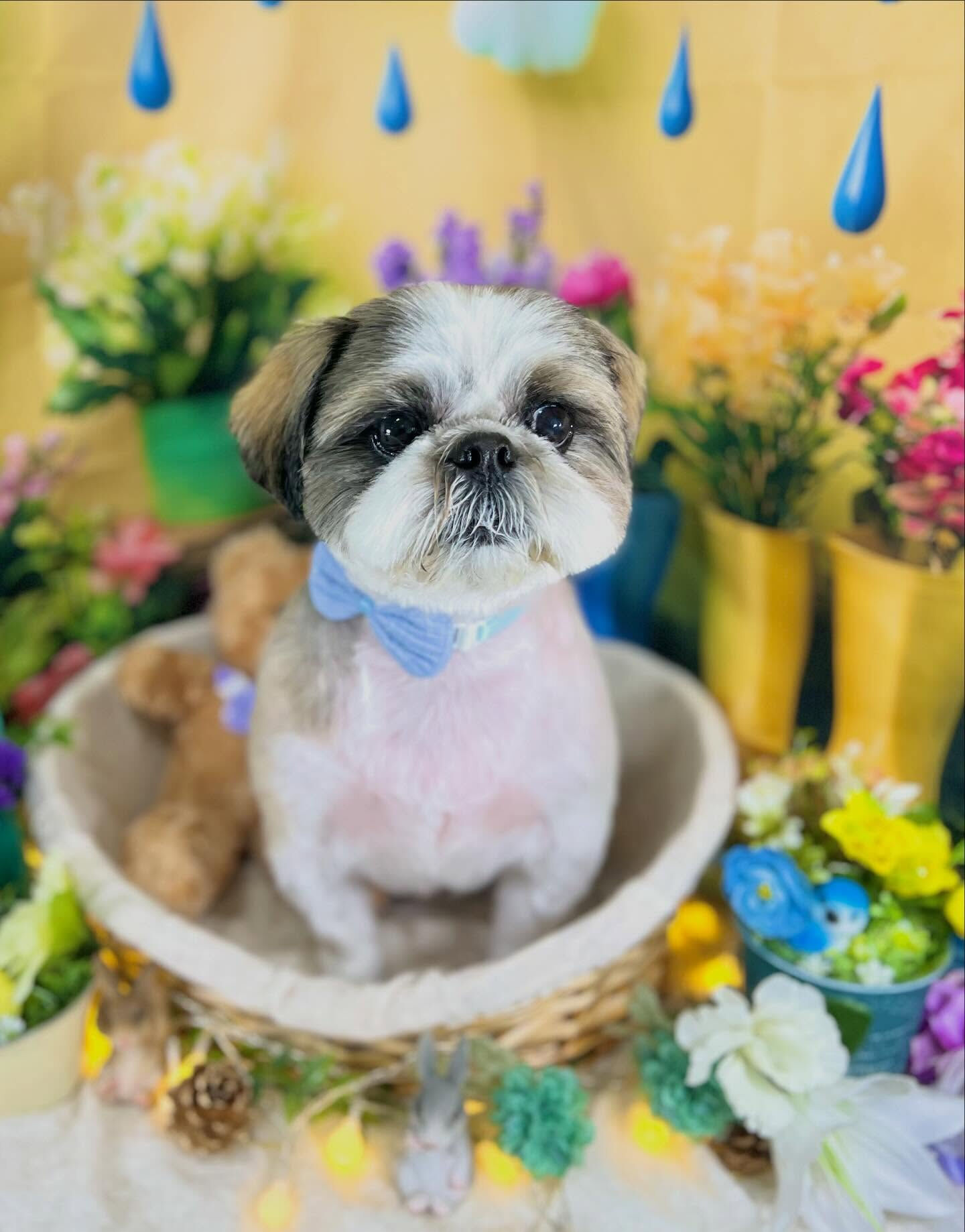 来店いただいた、シーズーのアーモンドくんです🐶✨