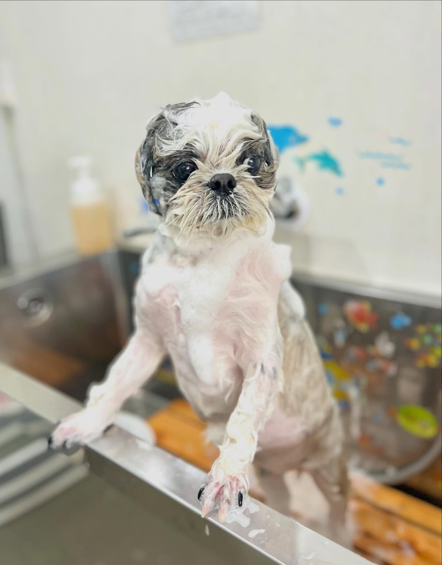 来店いただいた、シーズーのアーモンドくんです🐶✨
