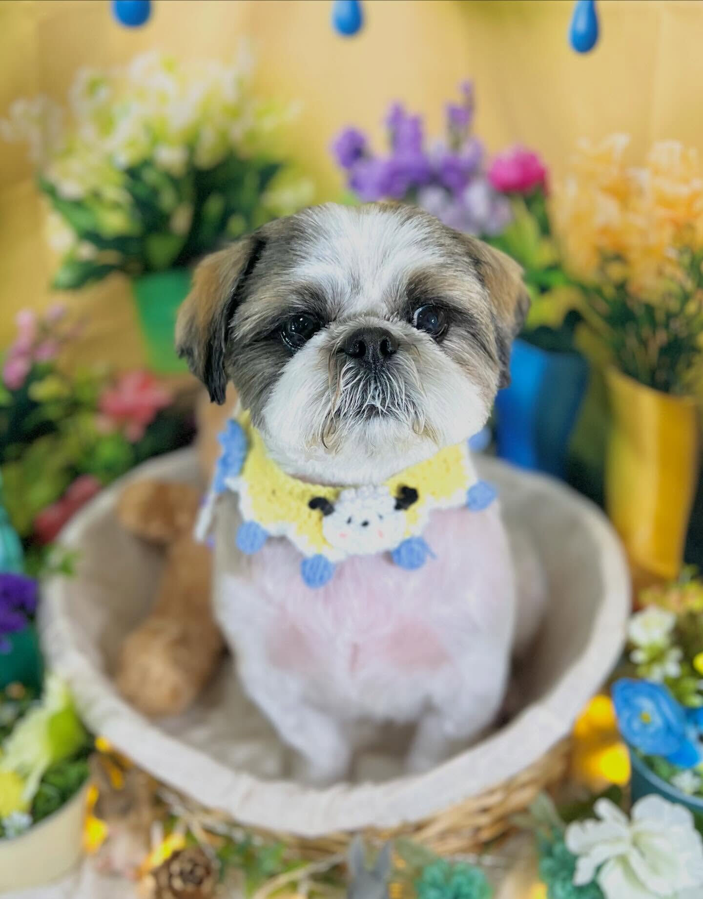 来店いただいた、シーズーのアーモンドくんです🐶✨