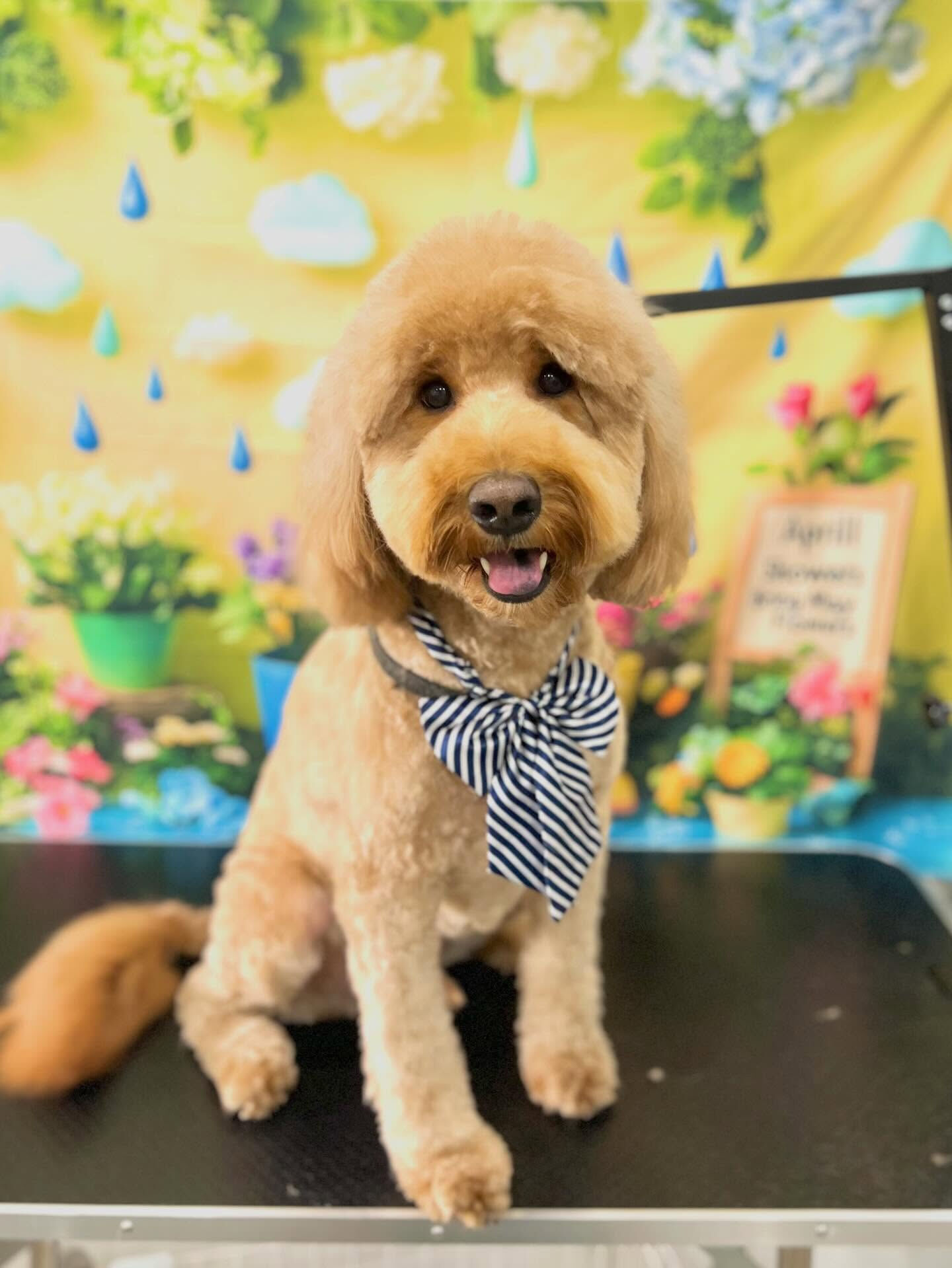 来店いただいた、ドゥードゥルのアンディくんです🐶✨