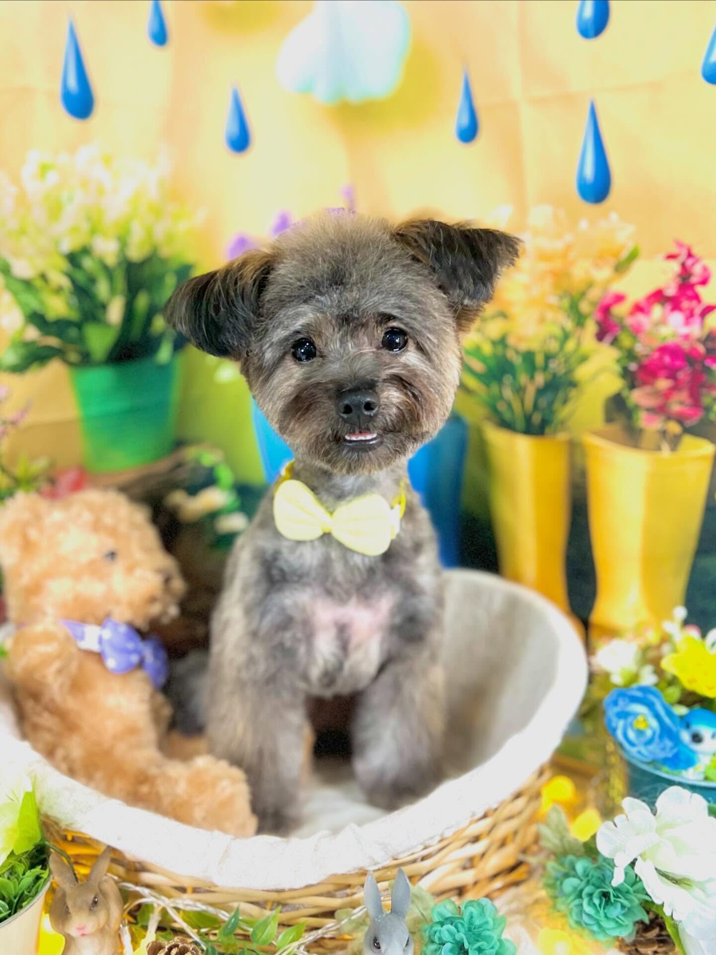 来店いただいた、ビビちゃんです🐶✨