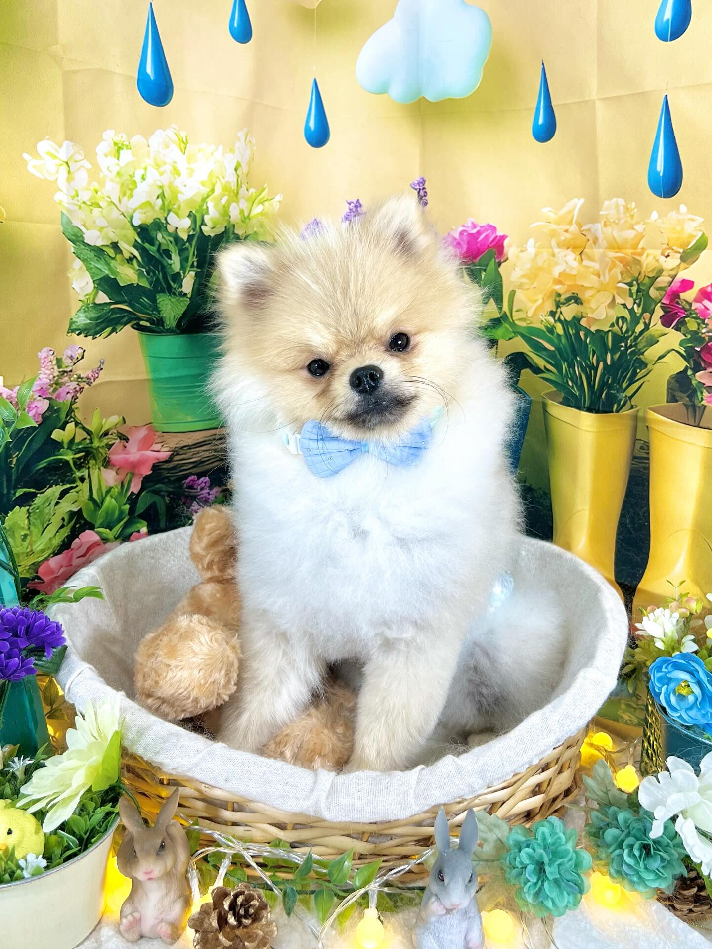 来店いただいた、ぽん太くんです🐶✨