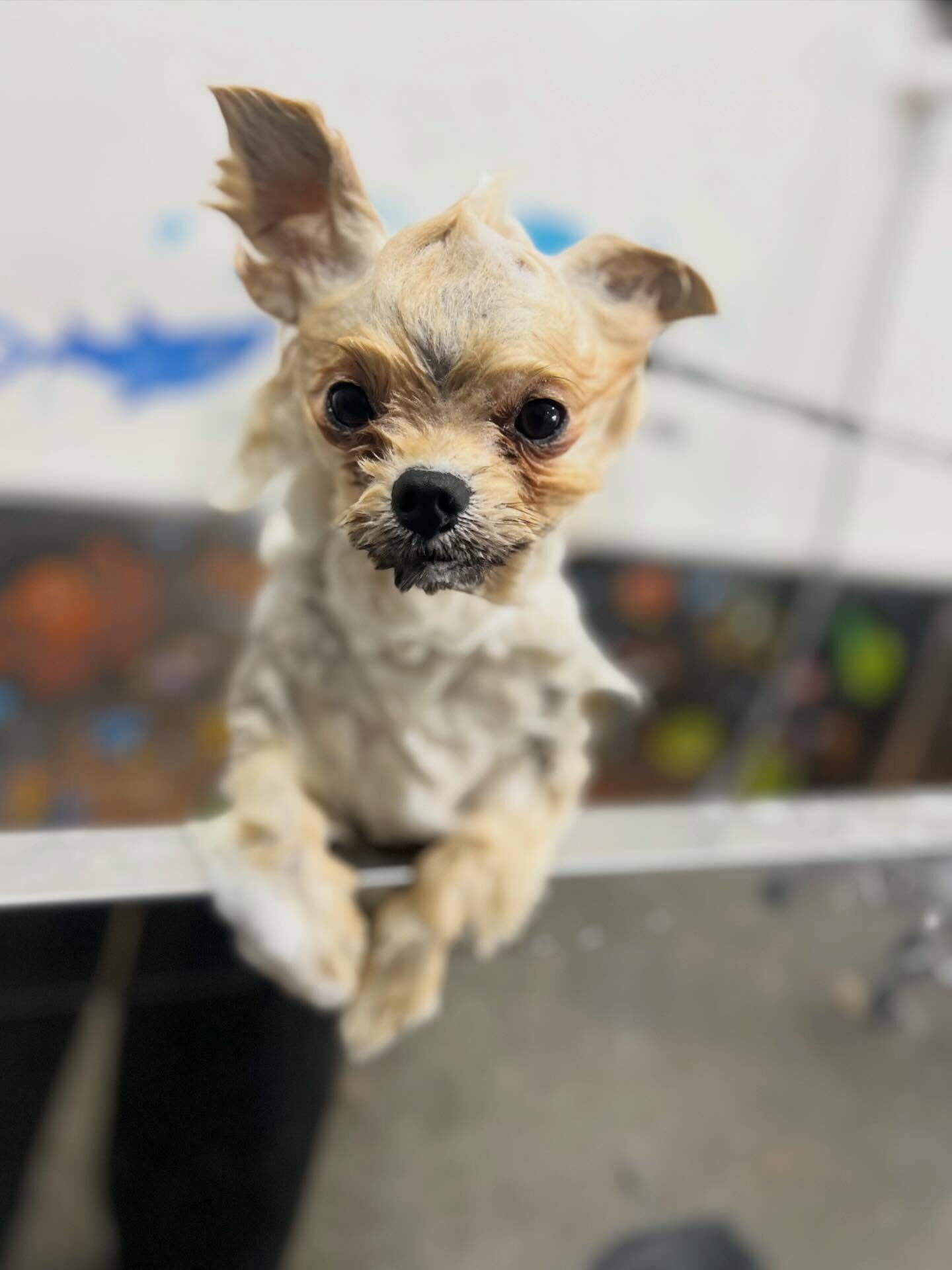 来店いただいた、ぽん太くんです🐶✨