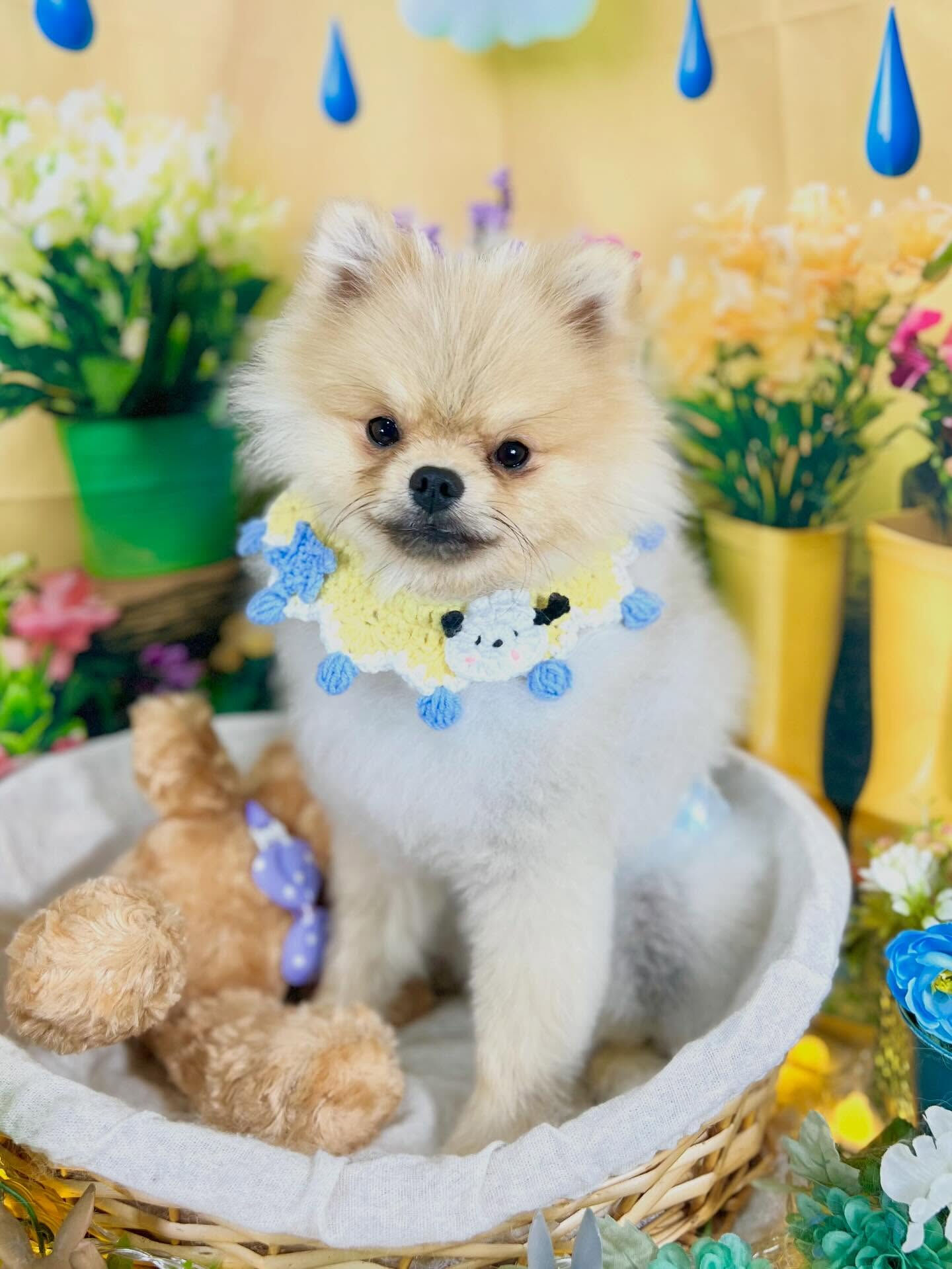 来店いただいた、ぽん太くんです🐶✨