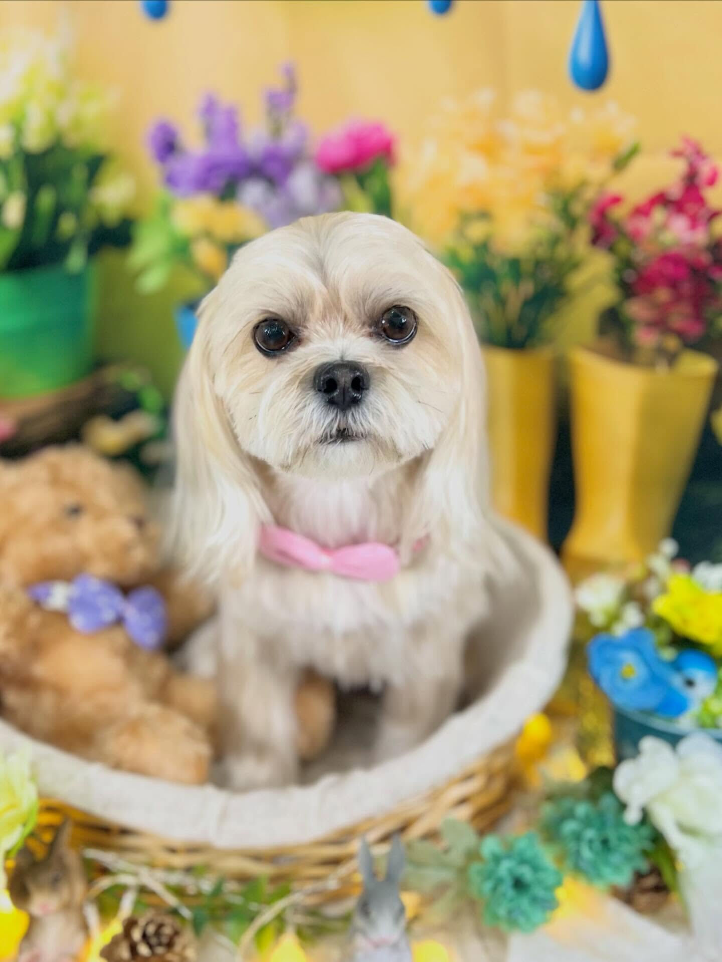 来店いただいた、桃花ちゃんです🐶✨