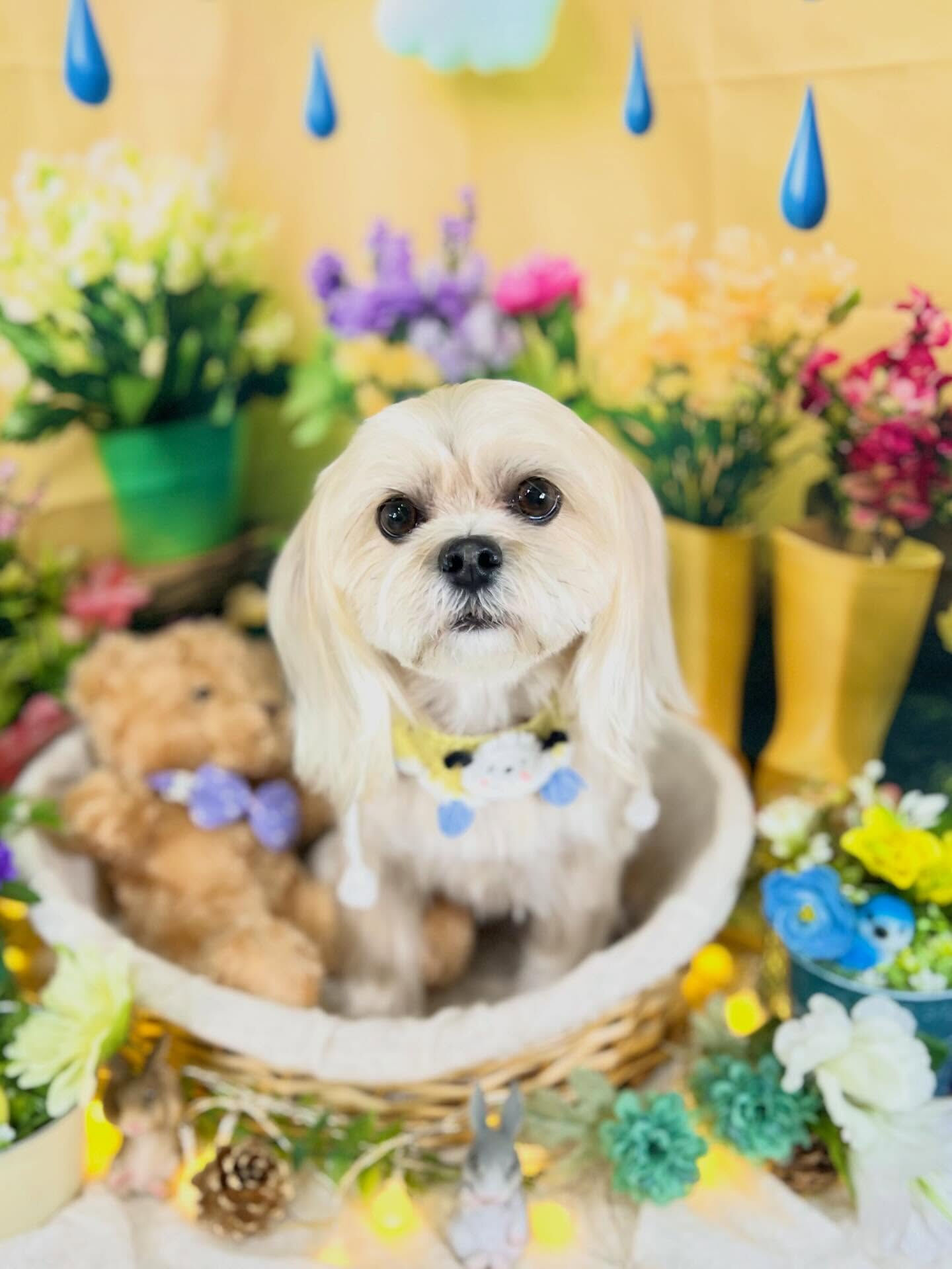 来店いただいた、桃花ちゃんです🐶✨