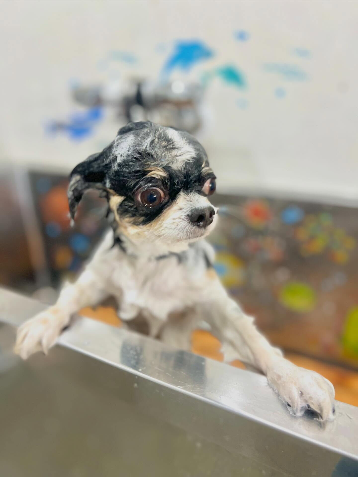 来店いただいた、あゆむくんです🐶✨