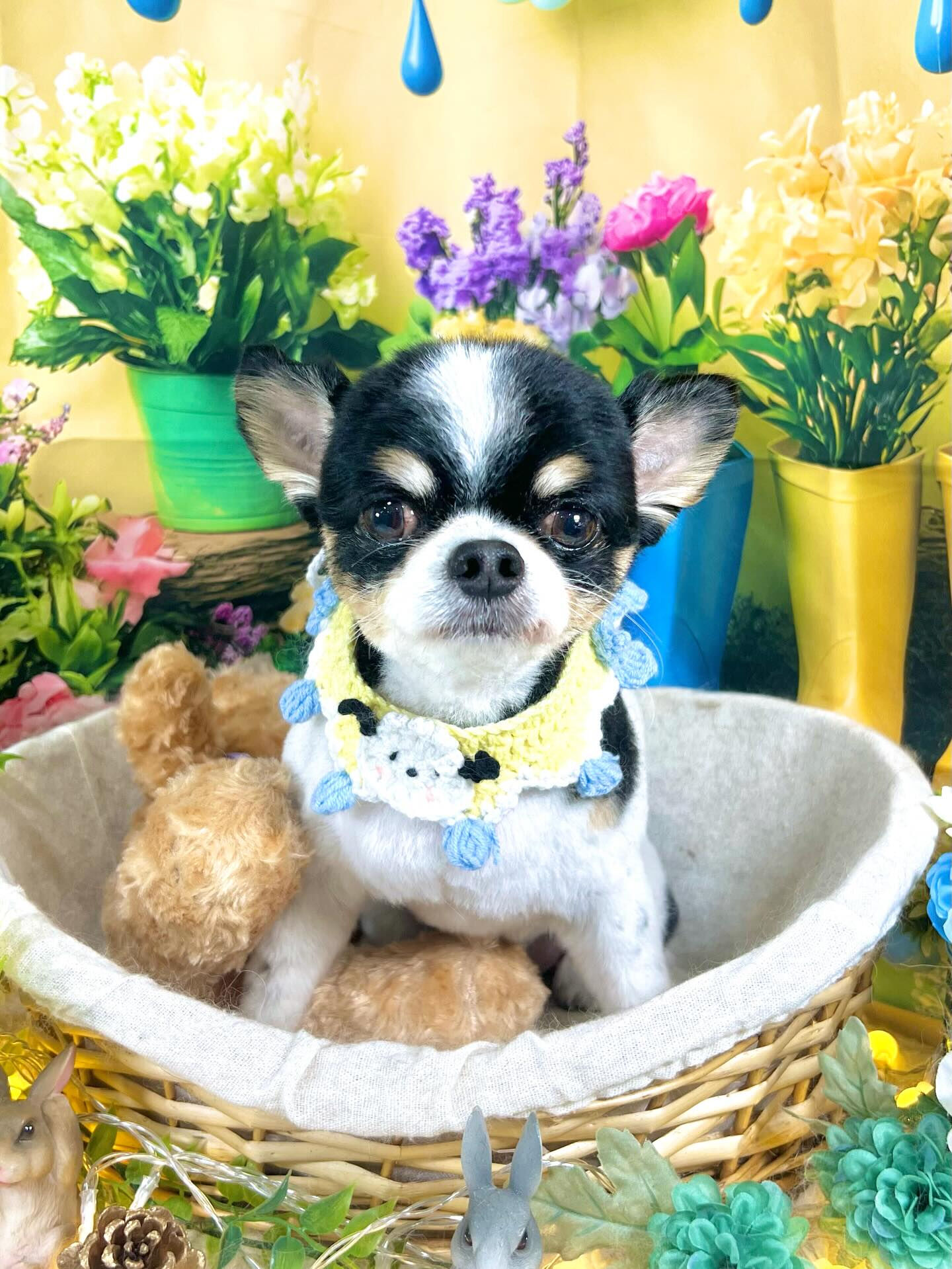 来店いただいた、あゆむくんです🐶✨