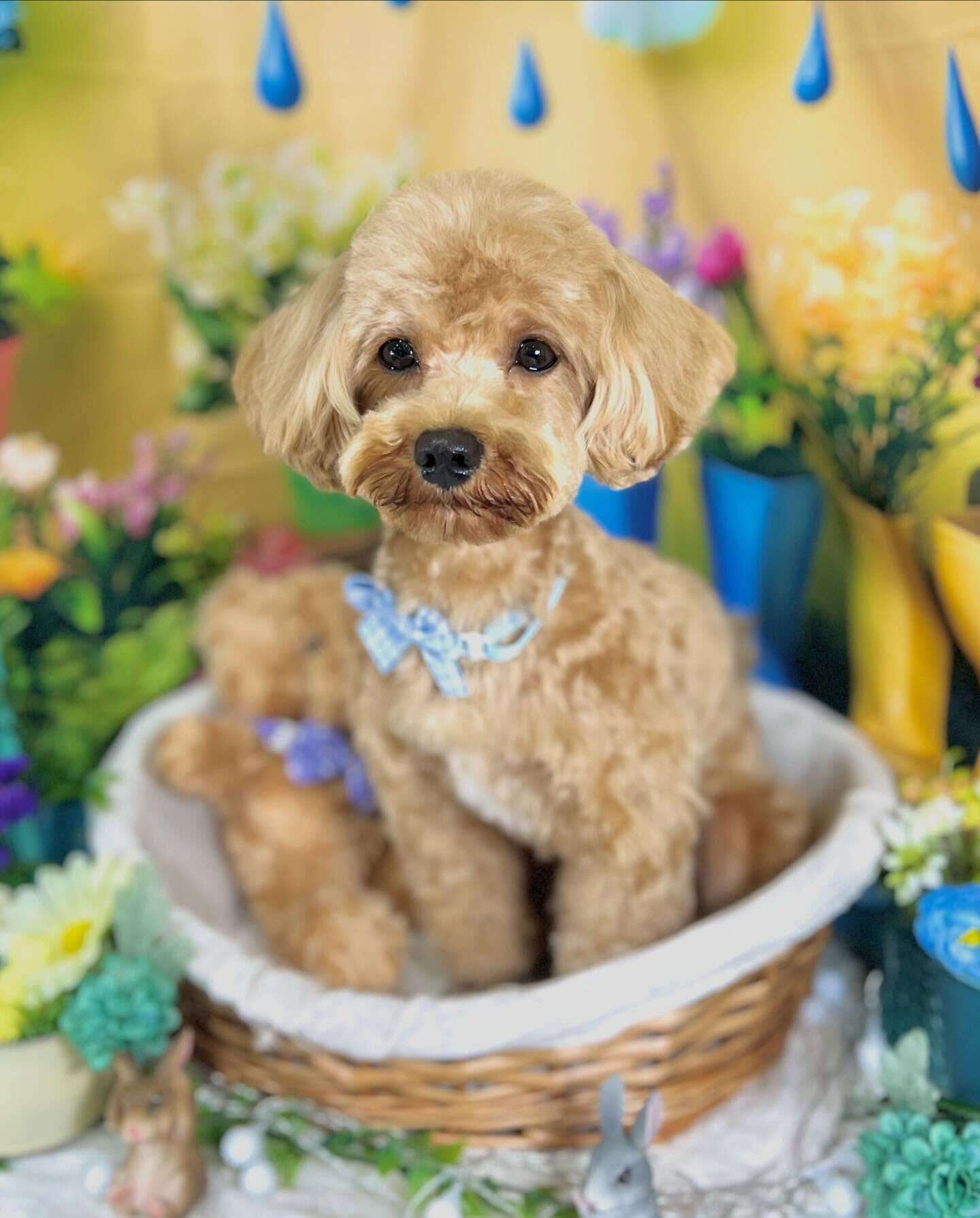 来店いただいた、マルプーの茶々丸くんです🐶✨
