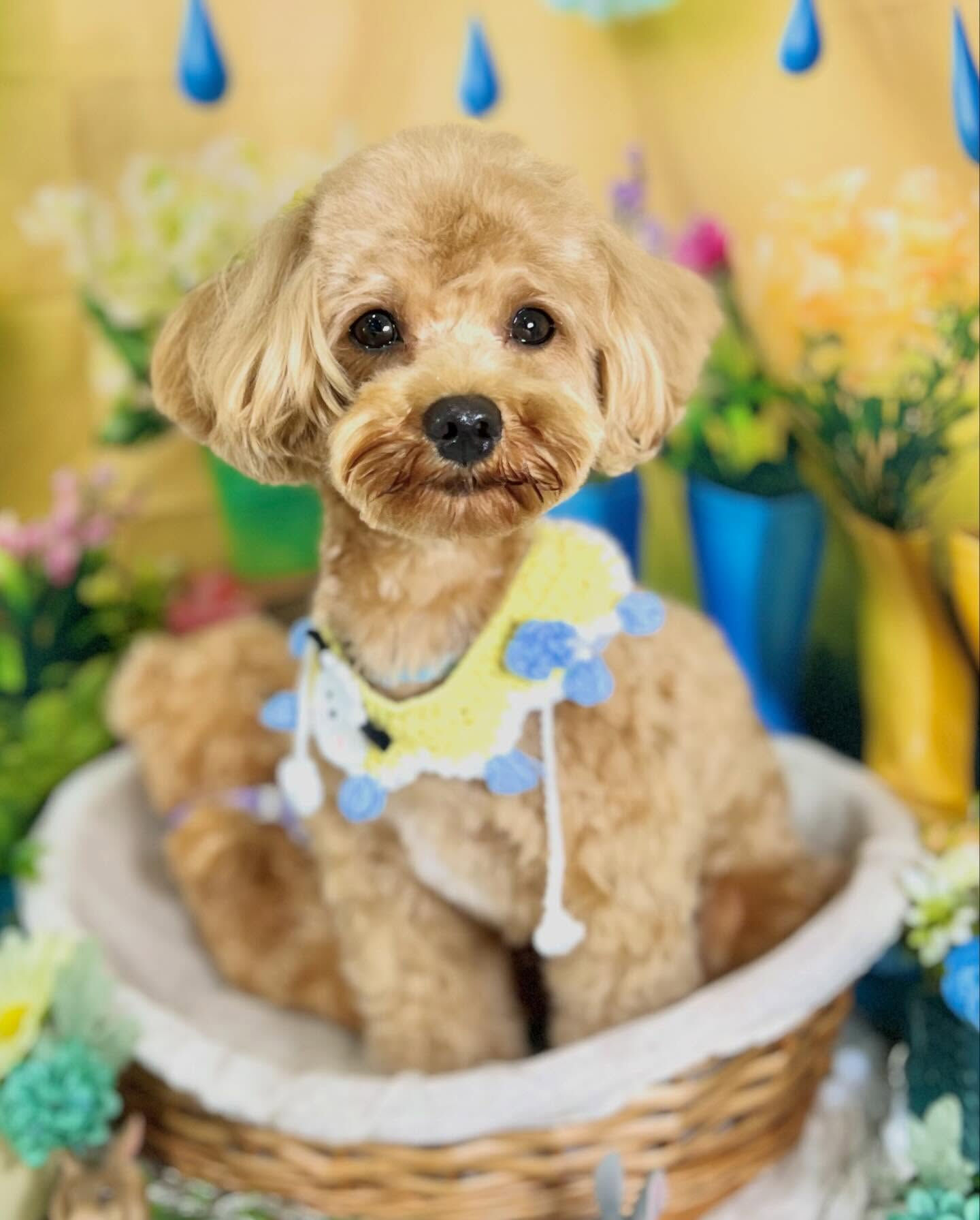 来店いただいた、マルプーの茶々丸くんです🐶✨