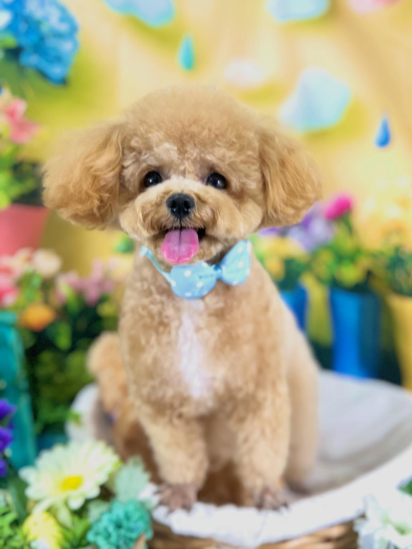 来店いただいた、トイプーのエミちゃんです🐶✨