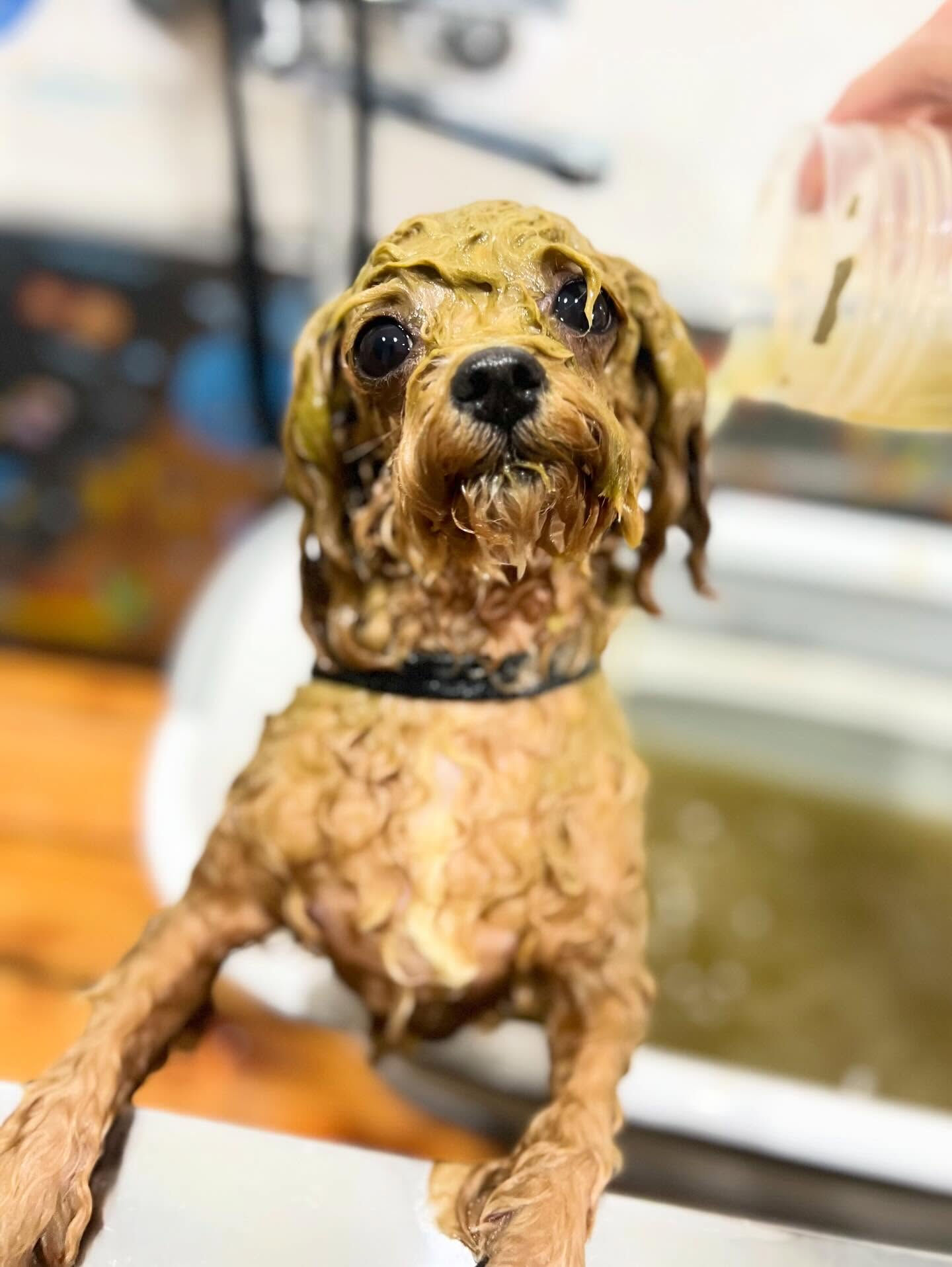 来店いただいた、トイプーのエミちゃんです🐶✨