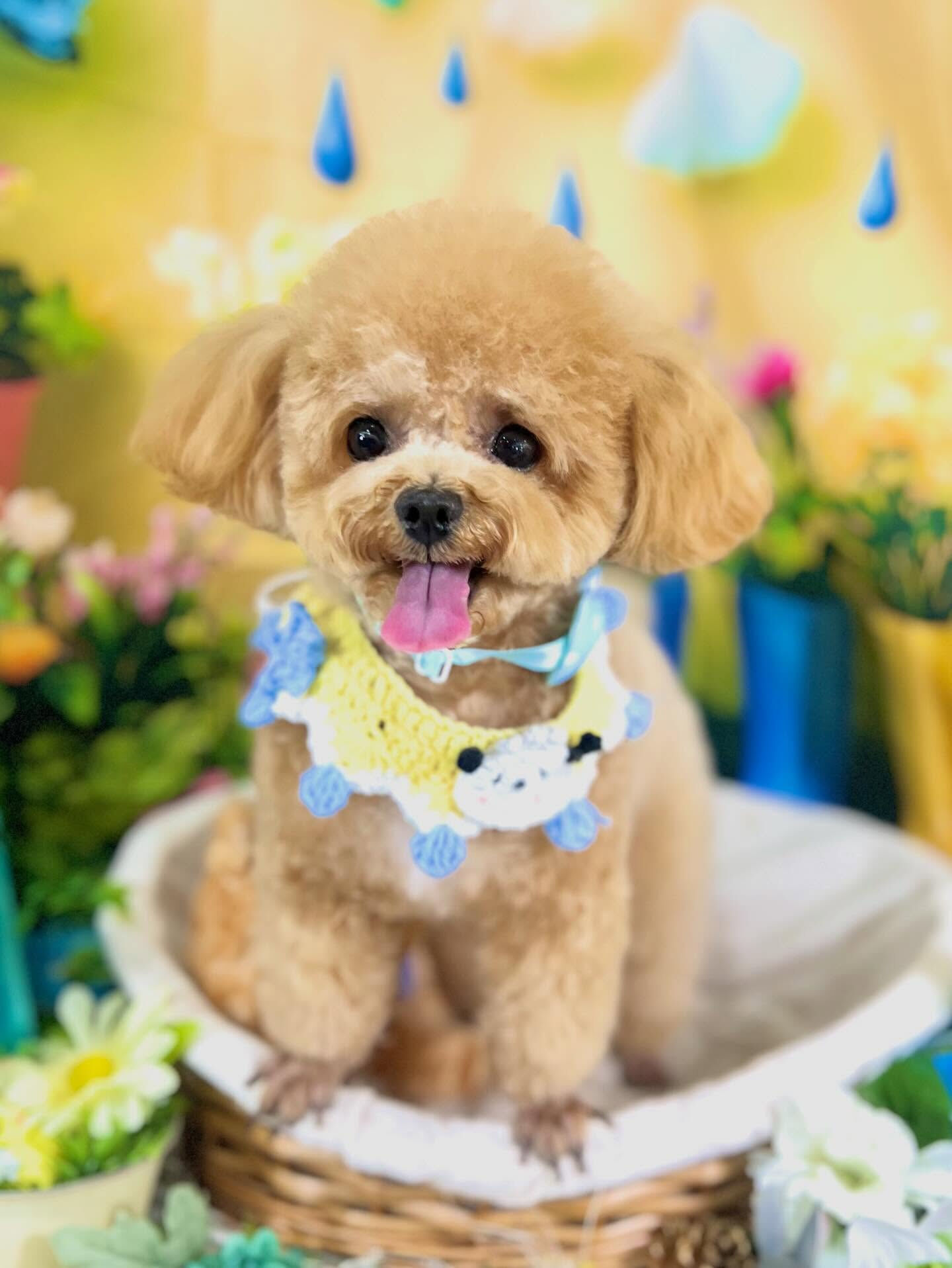 来店いただいた、トイプーのエミちゃんです🐶✨