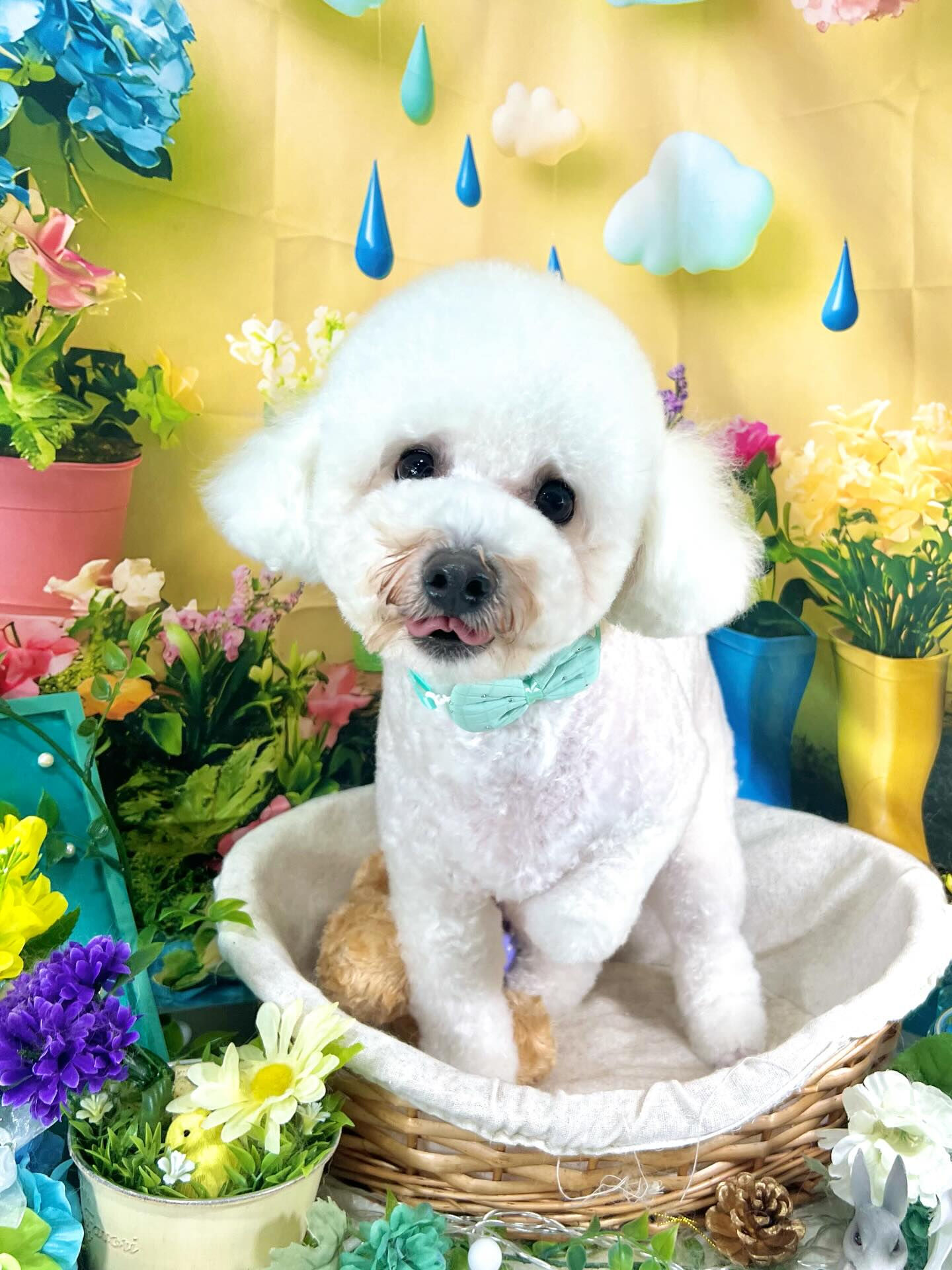 来店いただいた、ビションのブランくんです🐶✨
