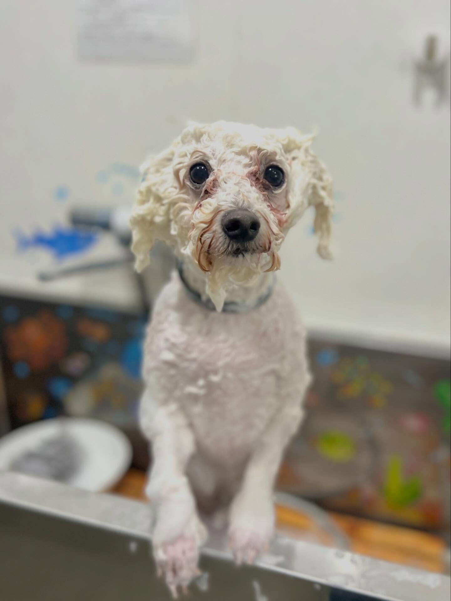 来店いただいた、ビションのブランくんです🐶✨