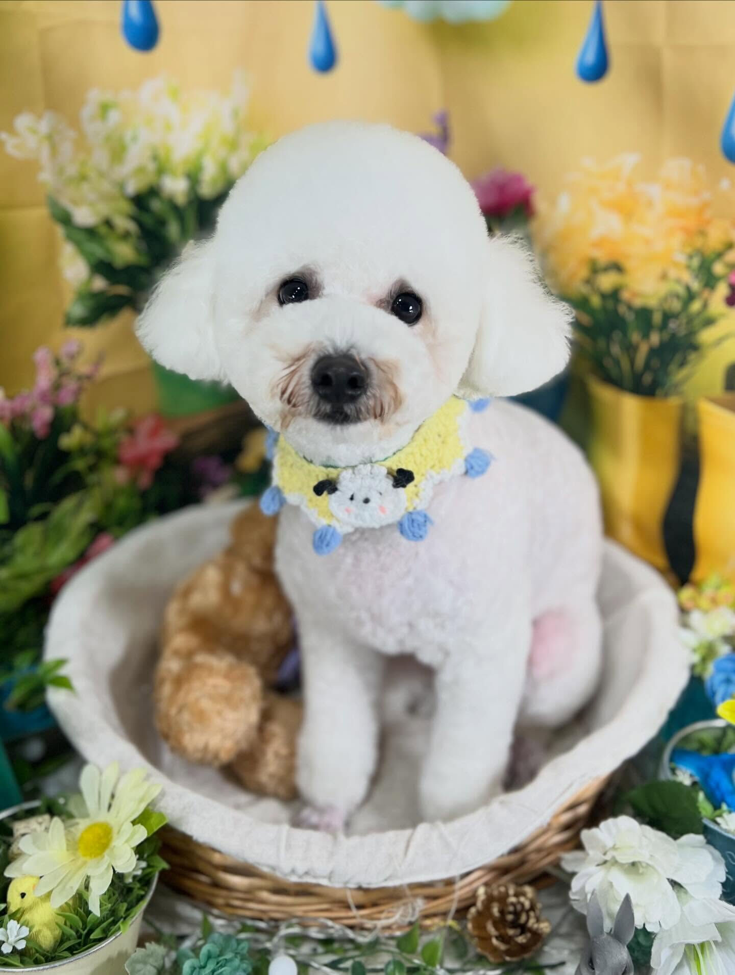来店いただいた、ビションのブランくんです🐶✨