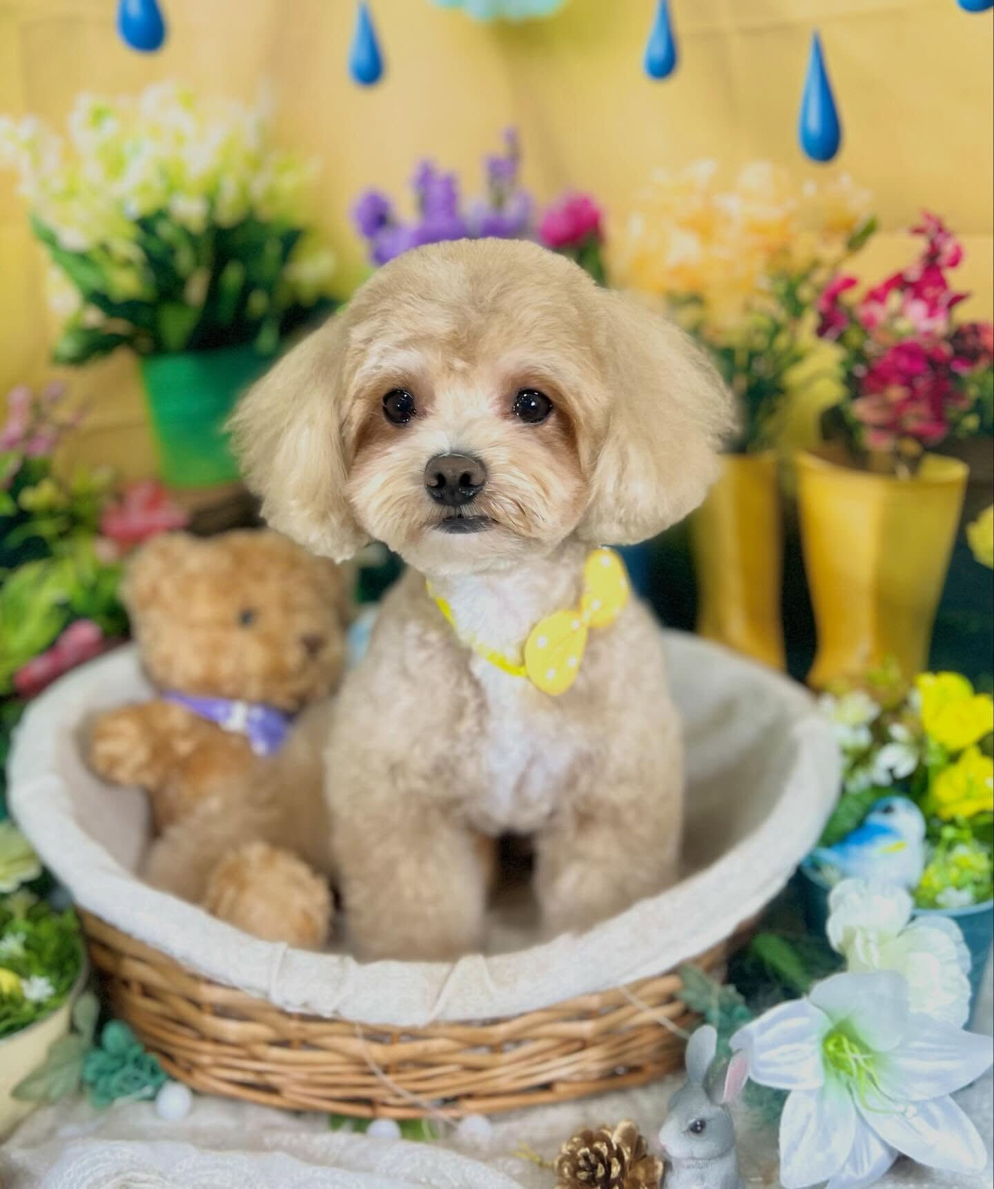 来店いただいた、マルプーのここくんです🐶✨