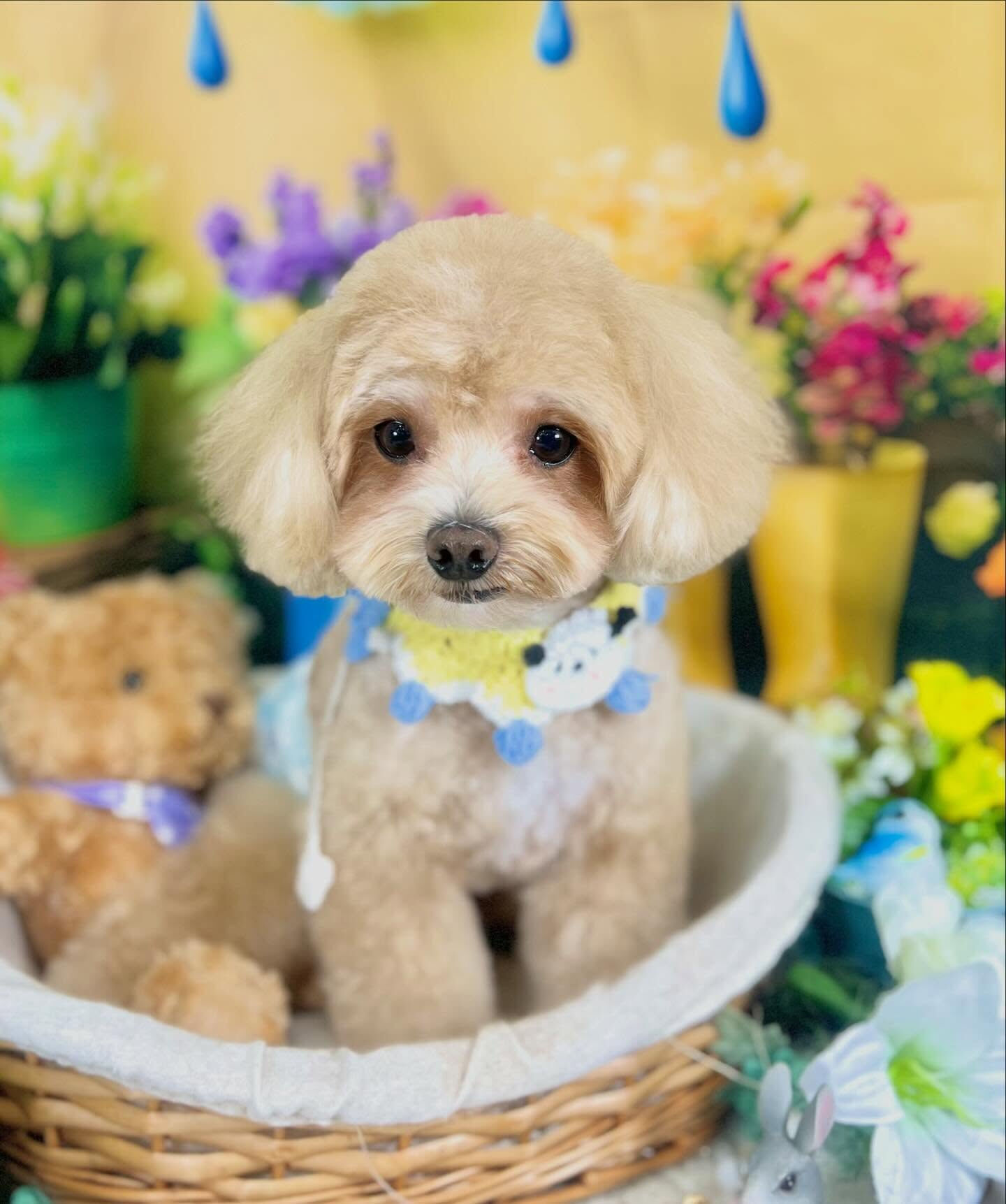 来店いただいた、マルプーのここくんです🐶✨