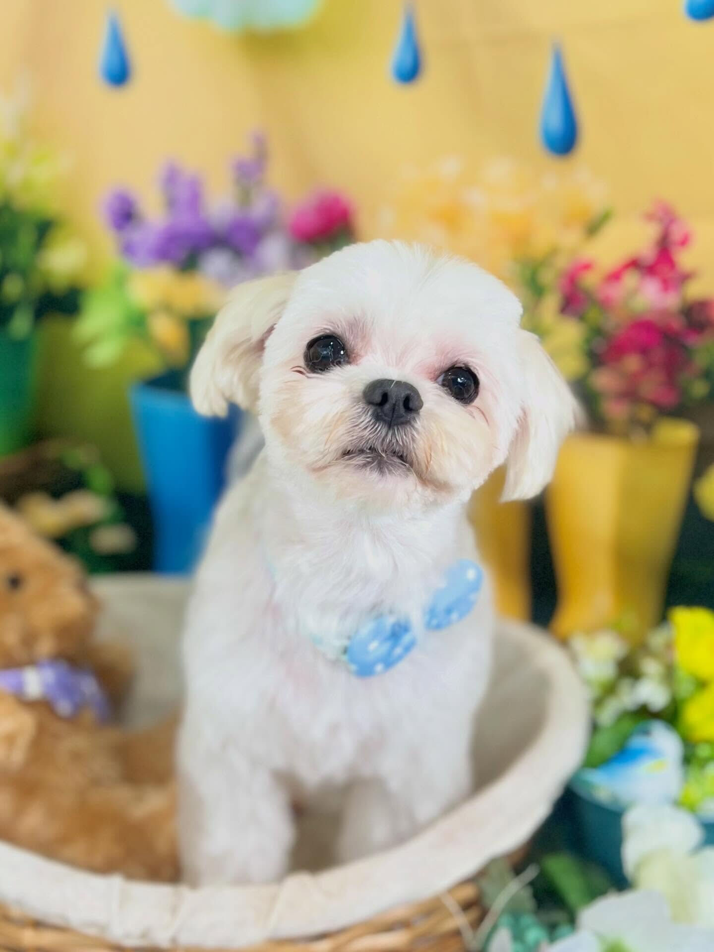 来店いただいた、マルチーズのむぎくんちゃんです🐶✨