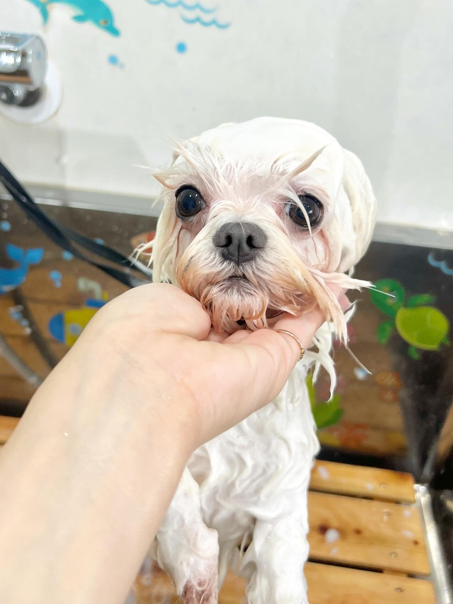 来店いただいた、マルチーズのむぎくんちゃんです🐶✨