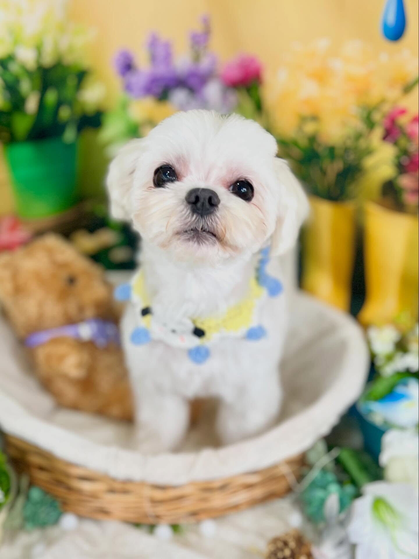 来店いただいた、マルチーズのむぎくんちゃんです🐶✨