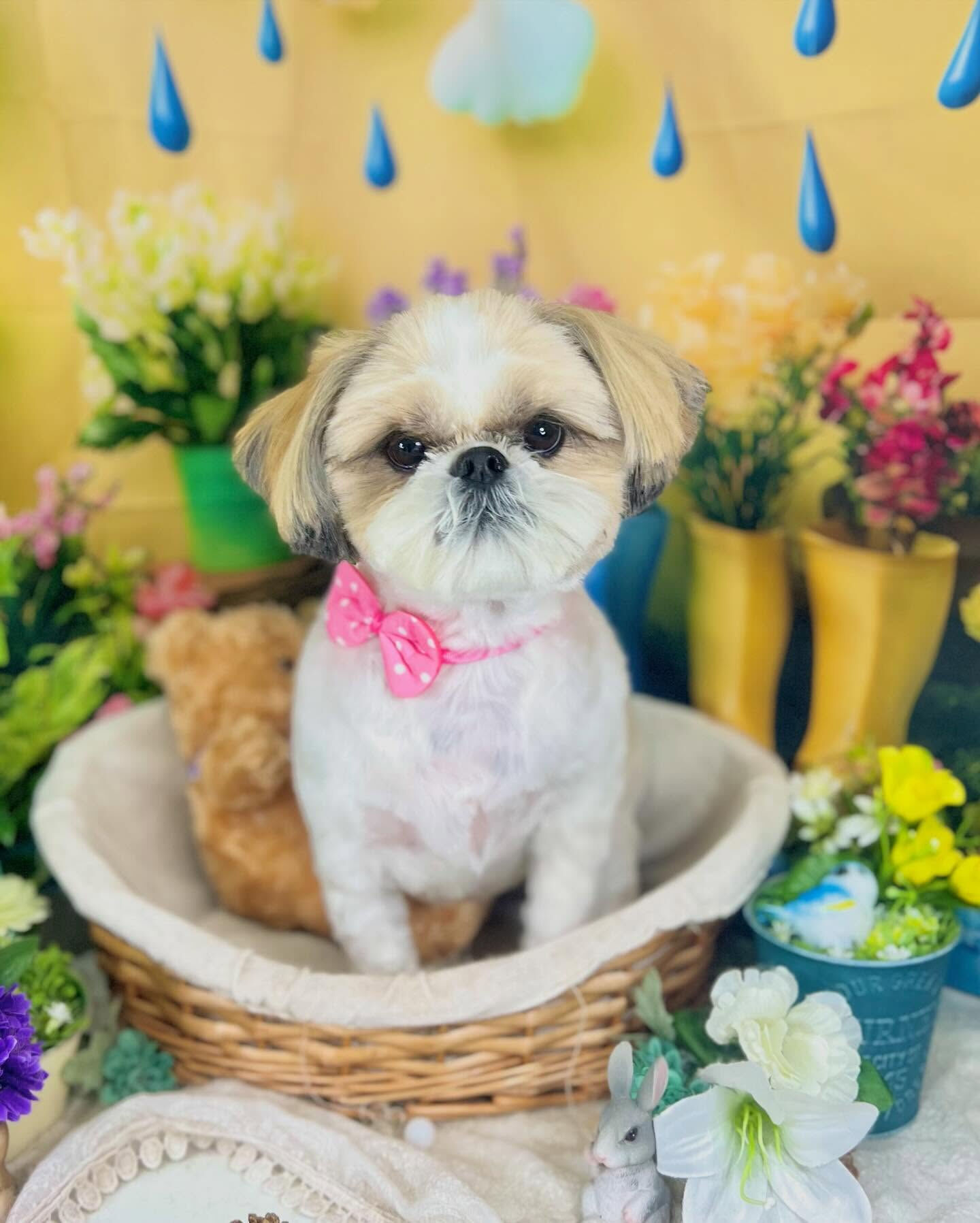 来店いただいた、シーズーのニコちゃんです🐶✨