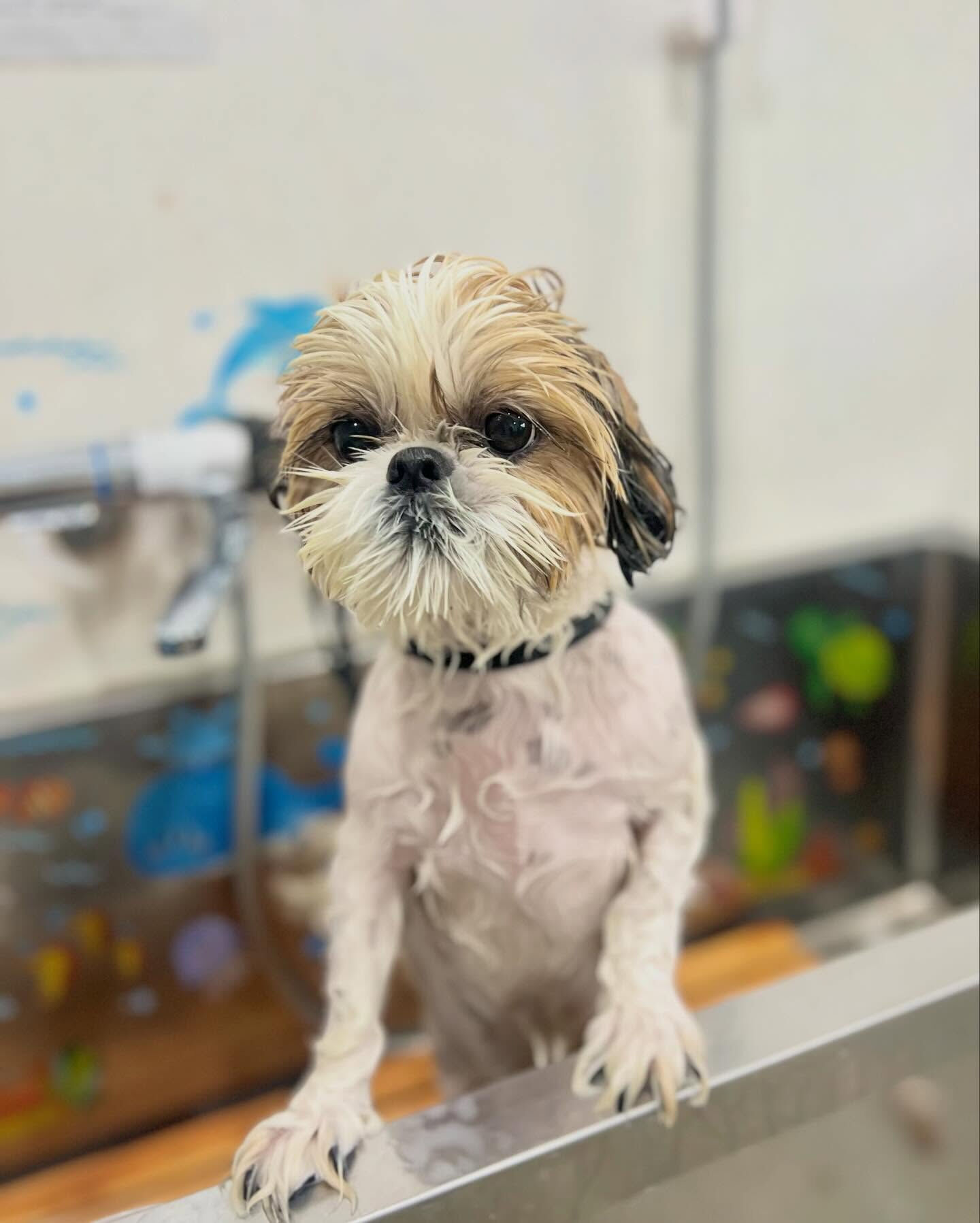 来店いただいた、シーズーのニコちゃんです🐶✨