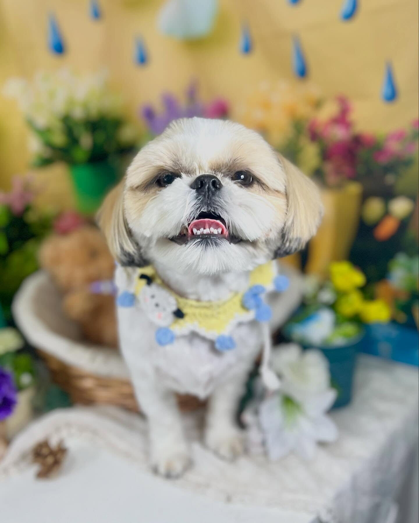来店いただいた、シーズーのニコちゃんです🐶✨