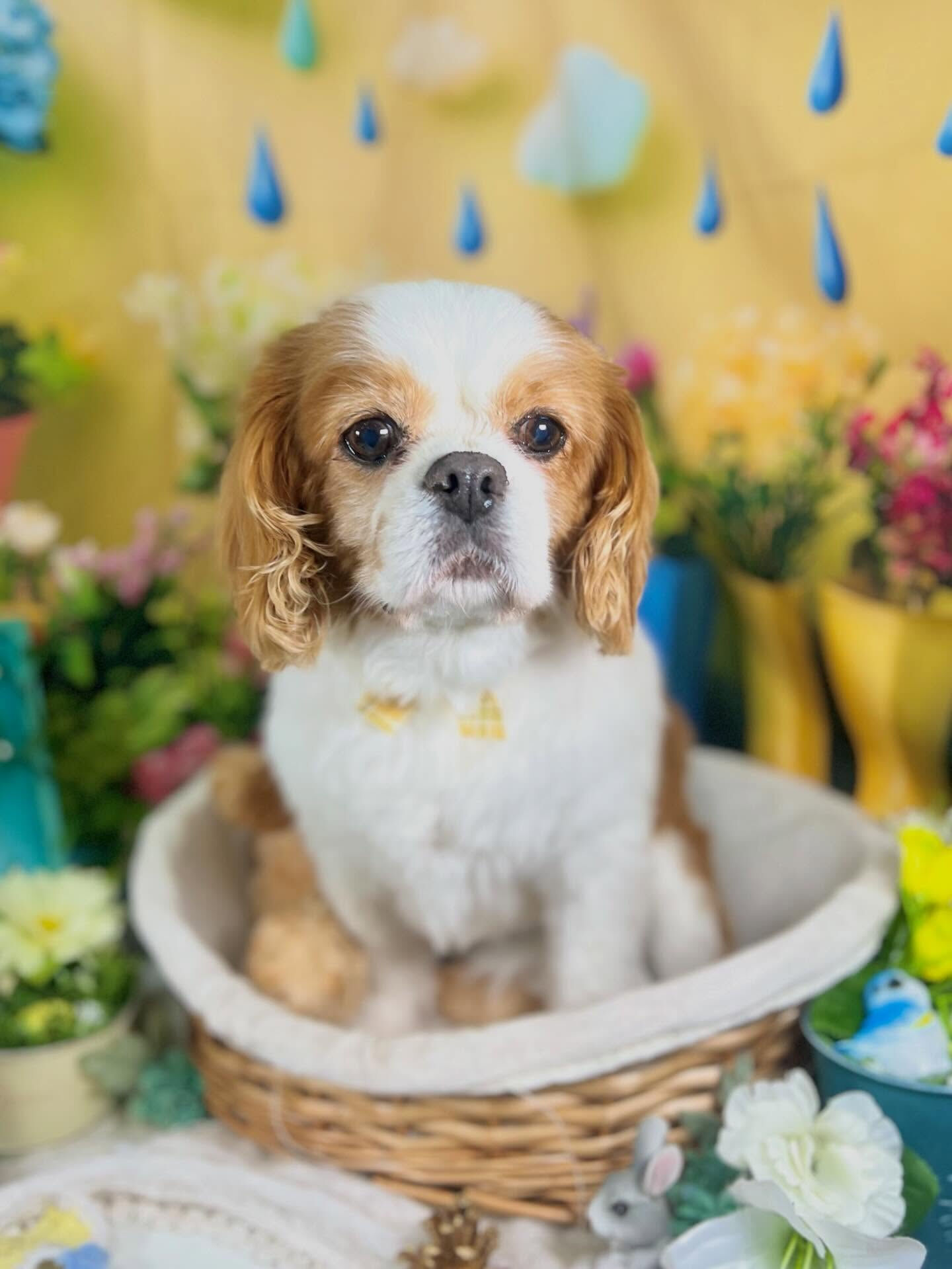 来店いただいた、キャバリアのおはなちゃんです🐶✨