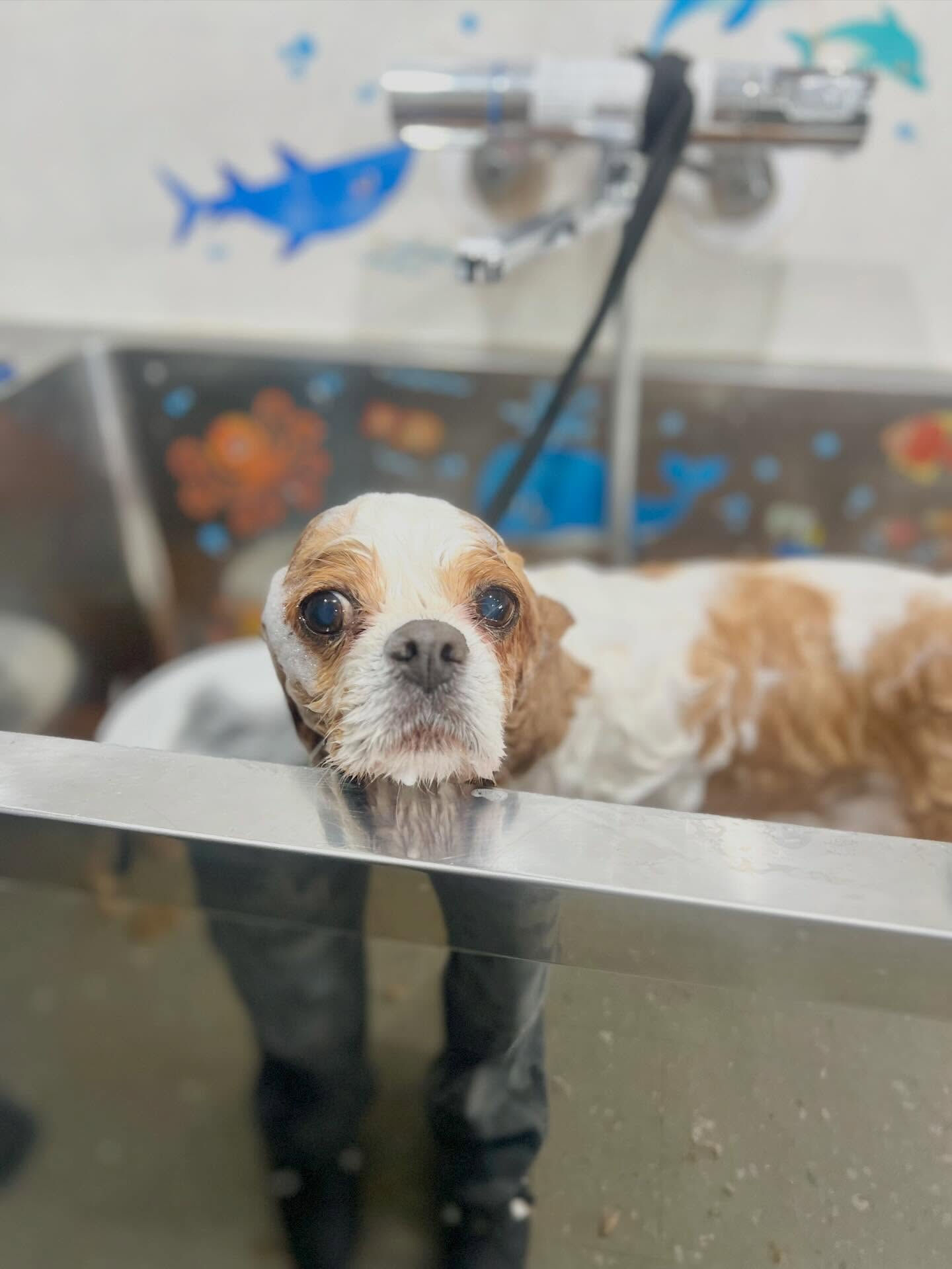 来店いただいた、キャバリアのおはなちゃんです🐶✨