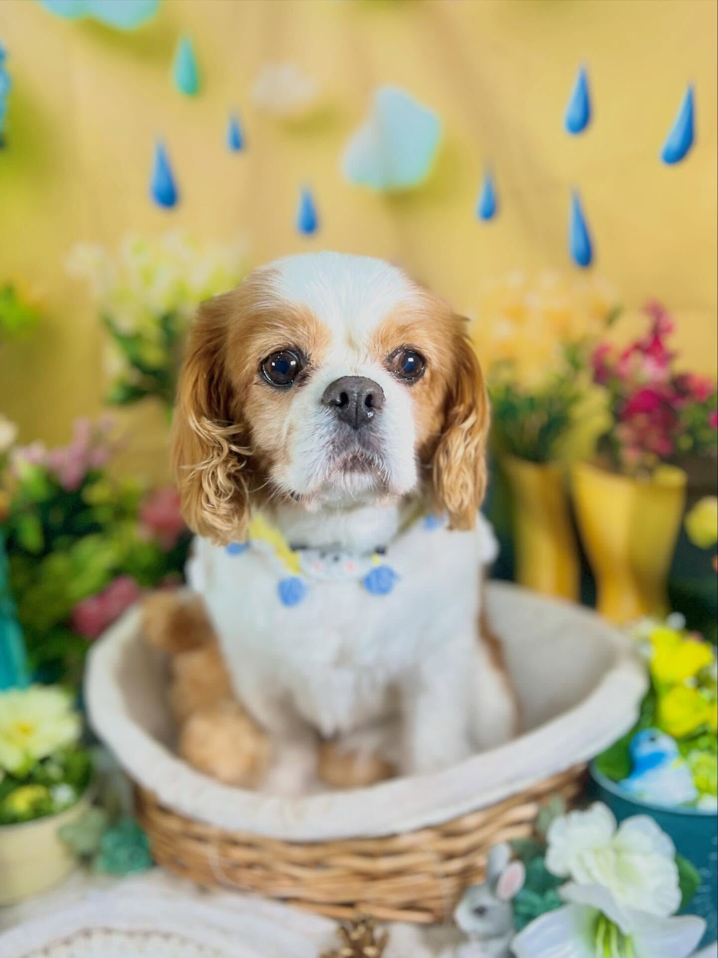 来店いただいた、キャバリアのおはなちゃんです🐶✨