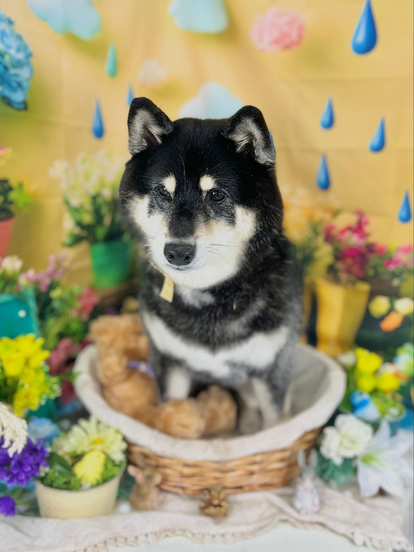 来店いただいた、柴犬のしじみちゃんです🐶✨