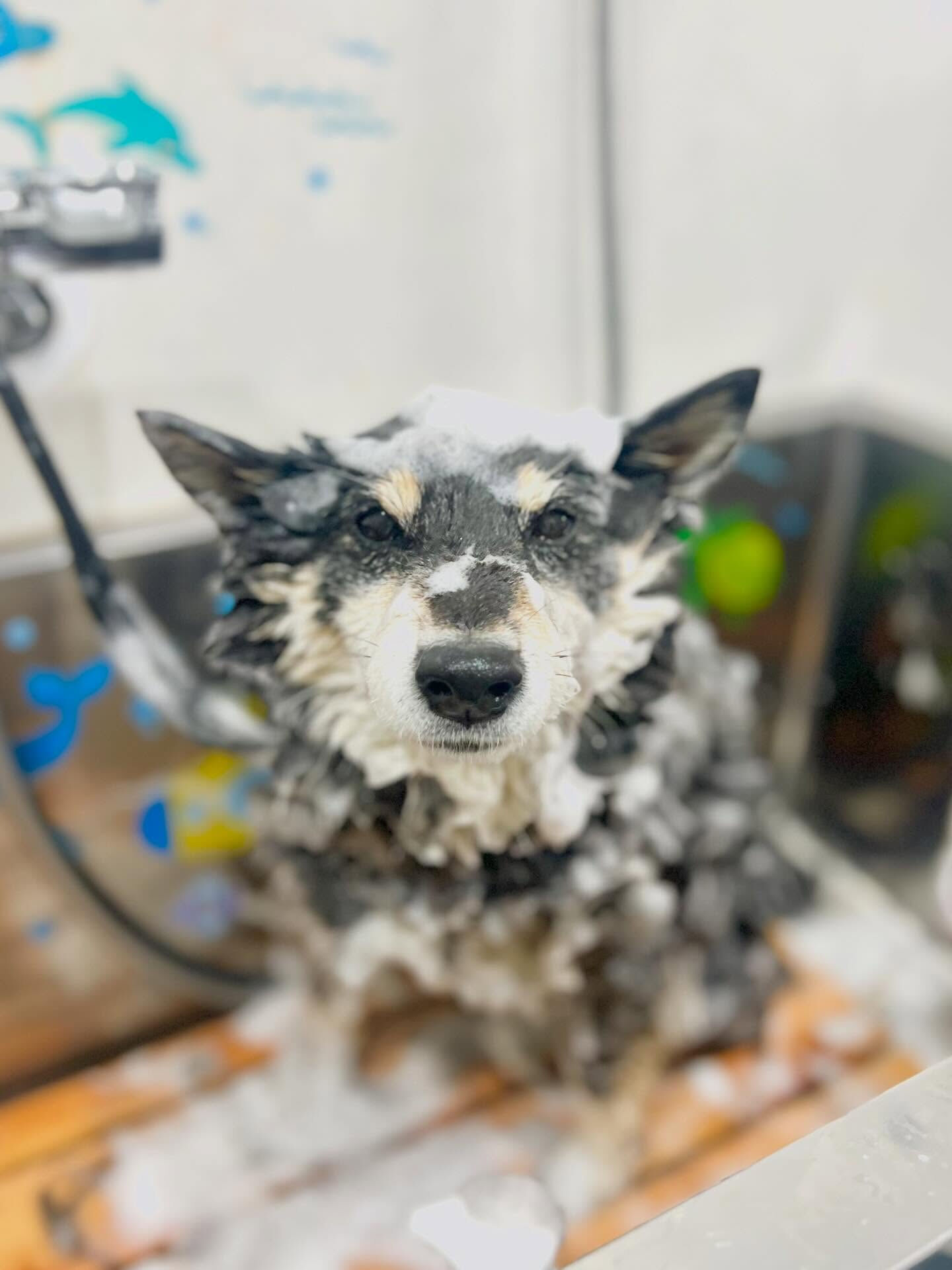 来店いただいた、柴犬のしじみちゃんです🐶✨