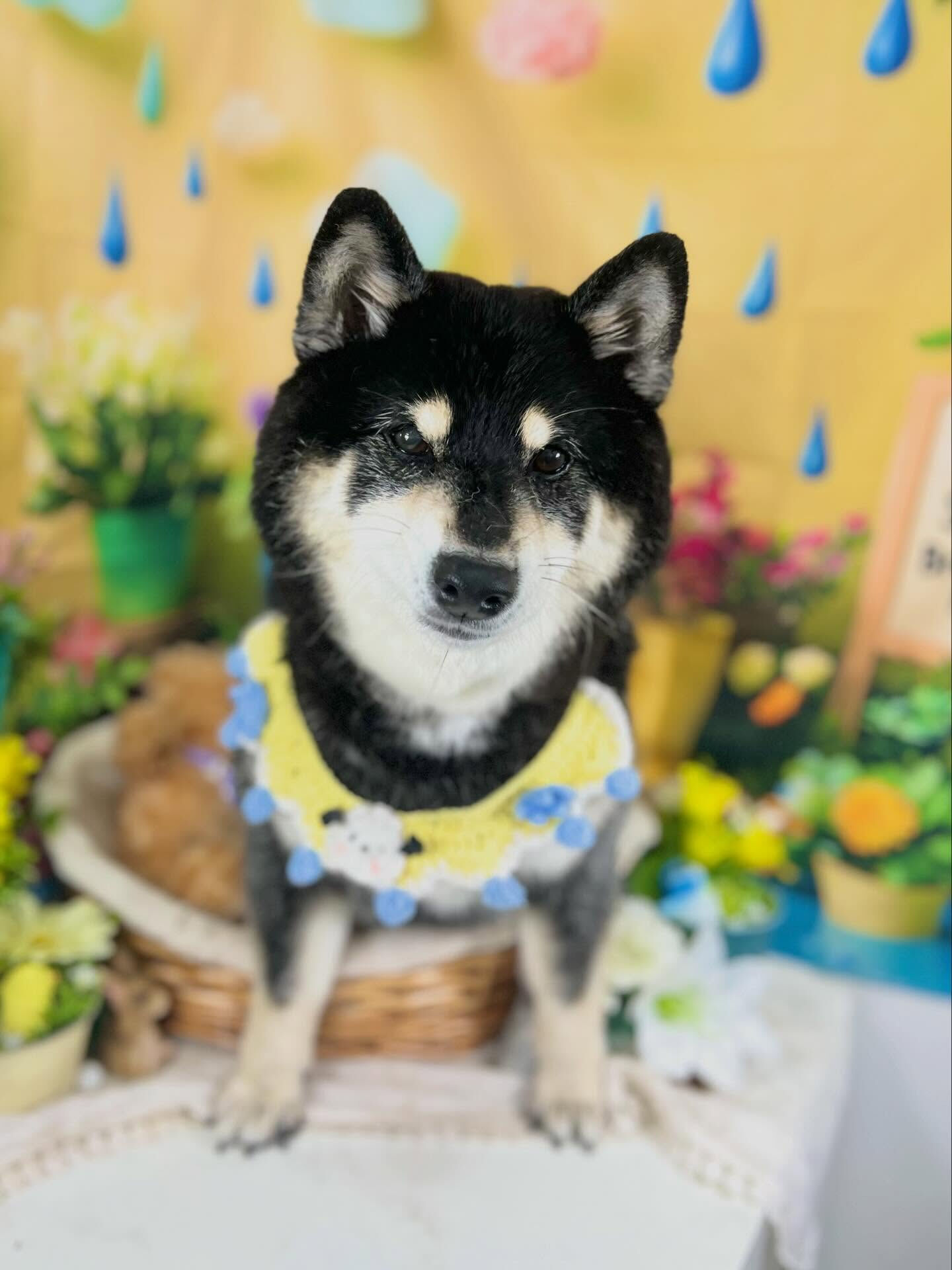来店いただいた、柴犬のしじみちゃんです🐶✨
