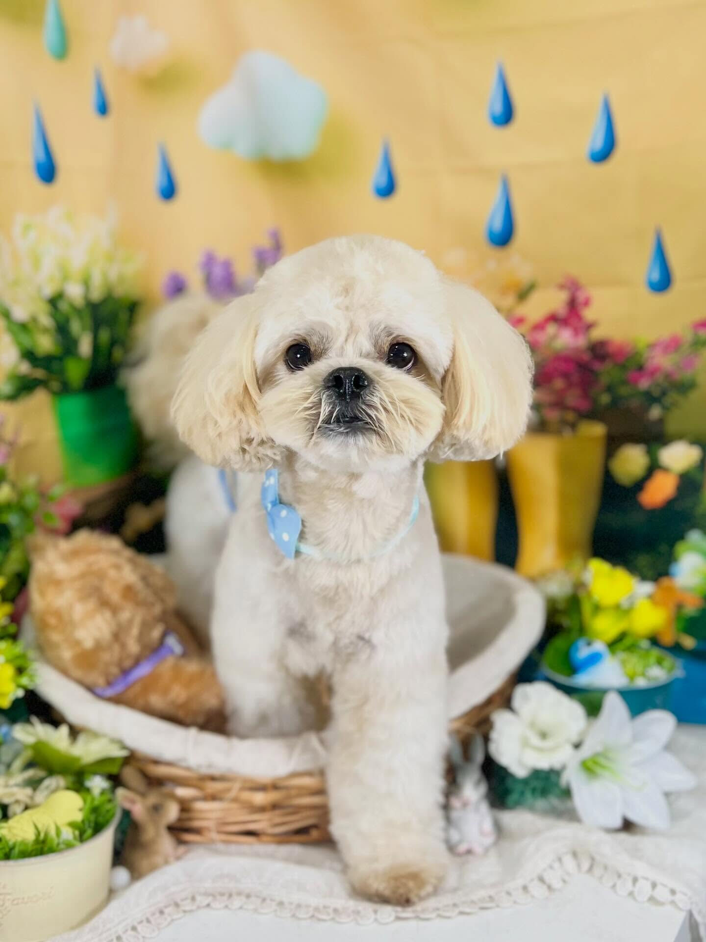来店いただいた、ペキプーのまるとくんです🐶✨