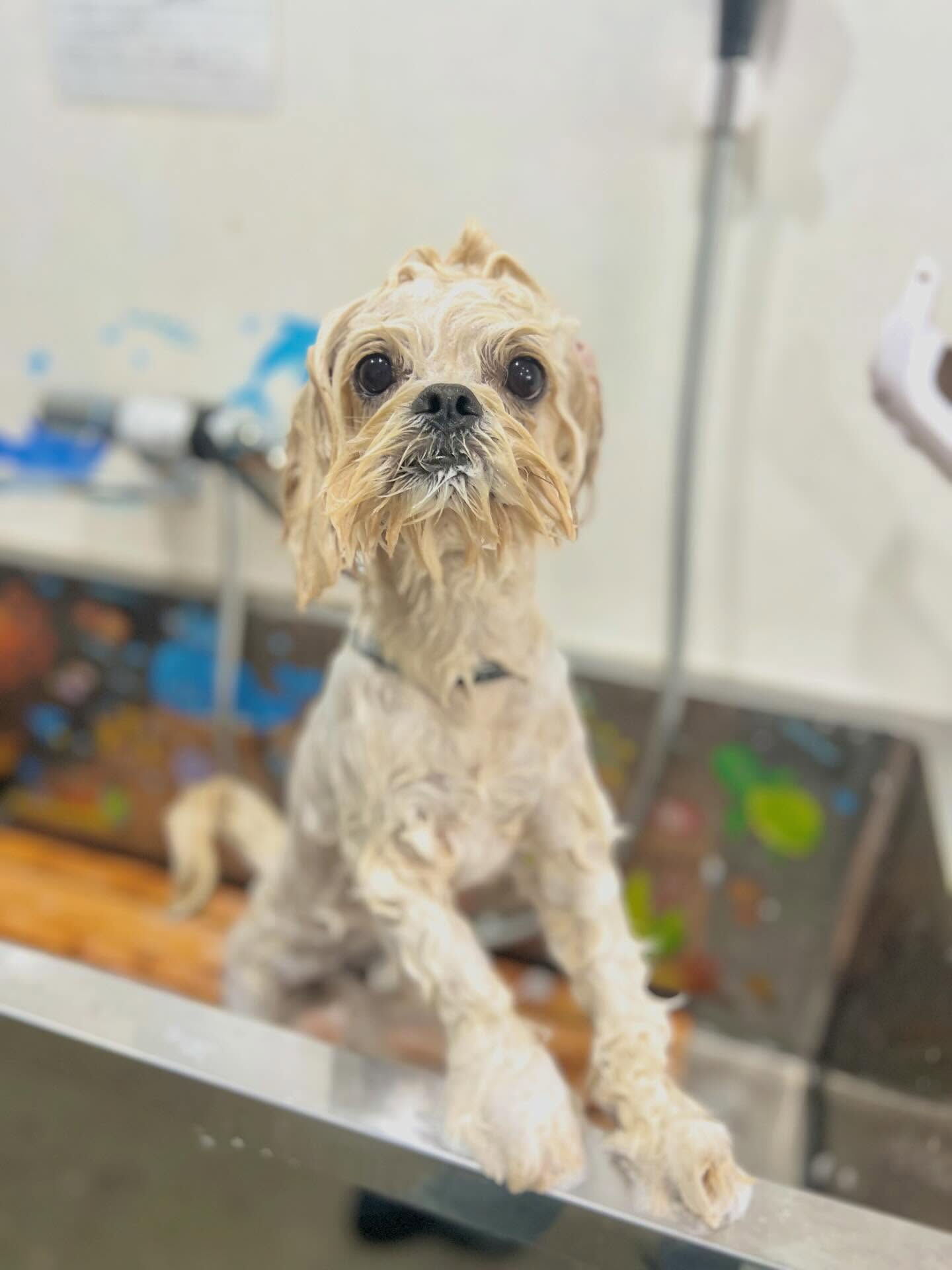 来店いただいた、ペキプーのまるとくんです🐶✨