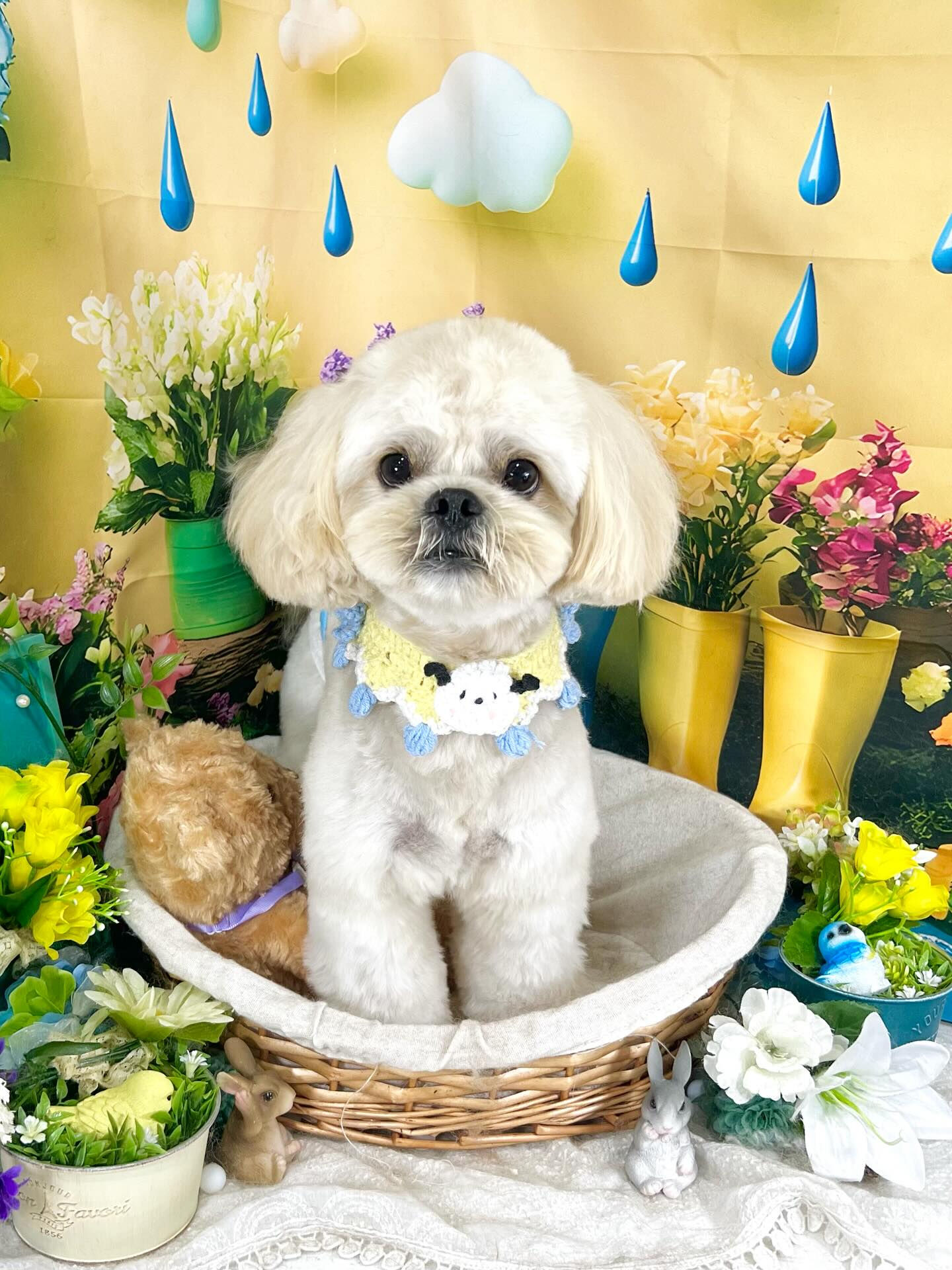 来店いただいた、ペキプーのまるとくんです🐶✨