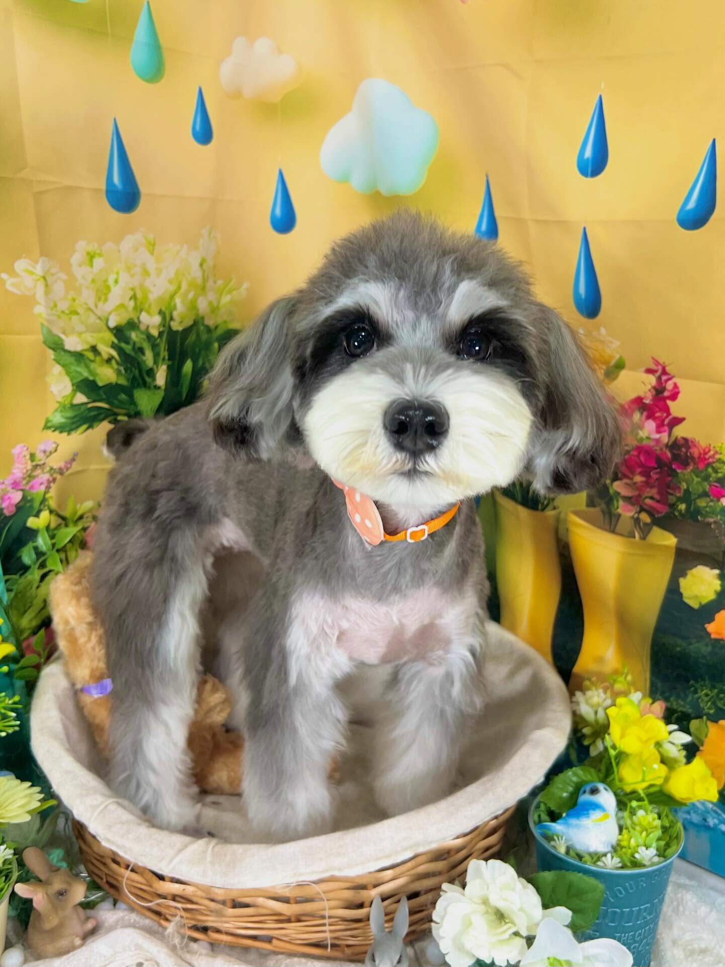 来店いただいた、シュナウザーのよつ葉ちゃんです🐶✨
