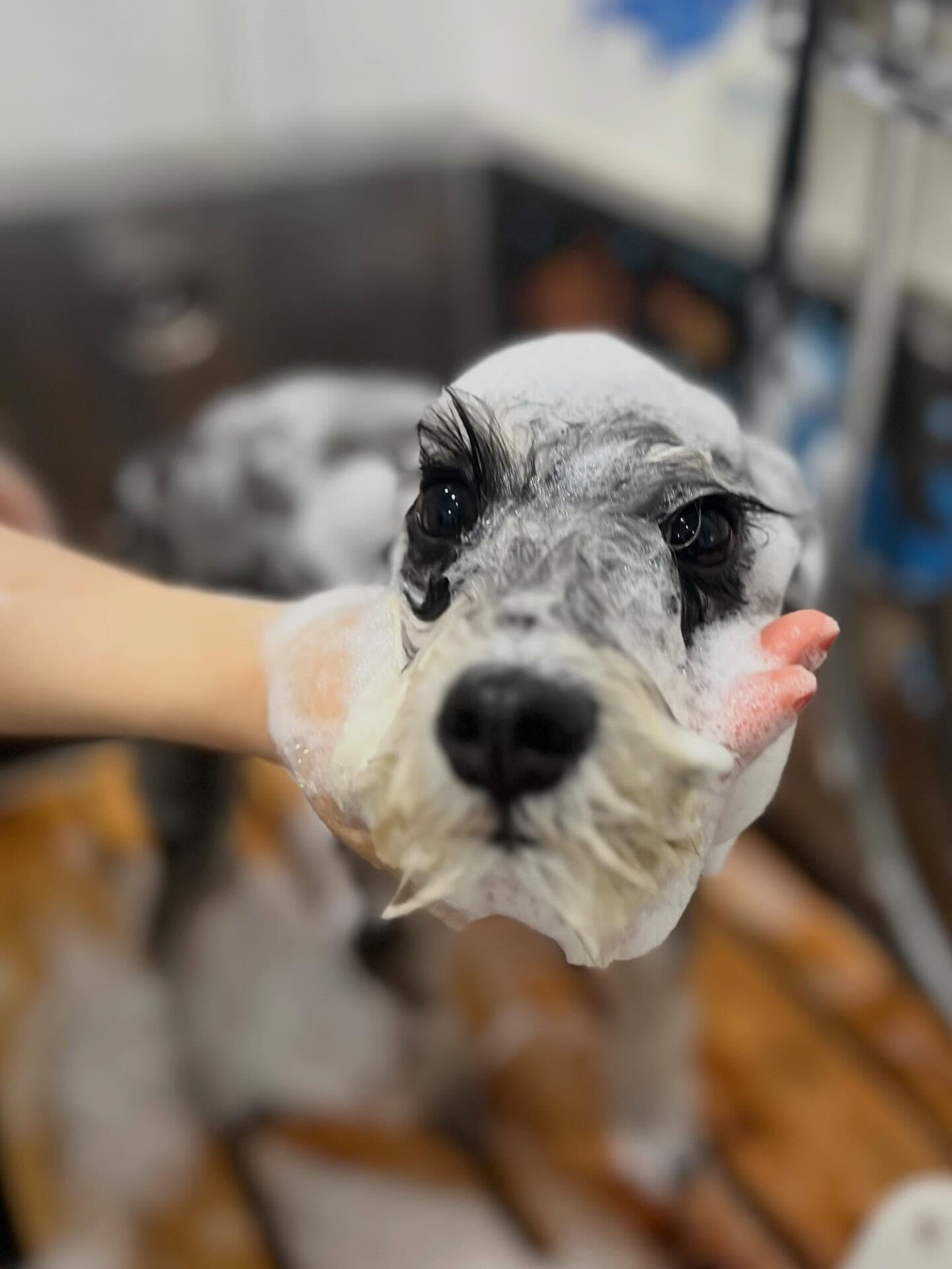 来店いただいた、シュナウザーのよつ葉ちゃんです🐶✨
