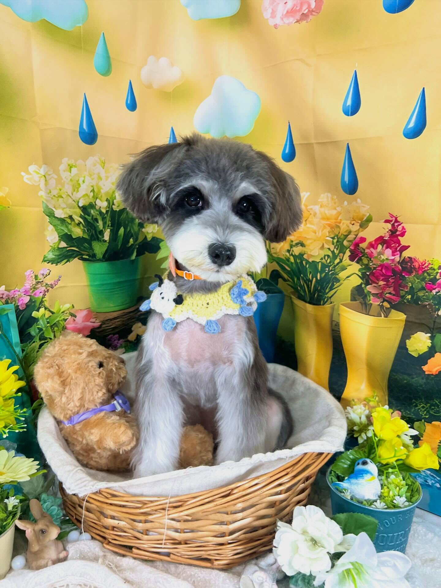 来店いただいた、シュナウザーのよつ葉ちゃんです🐶✨