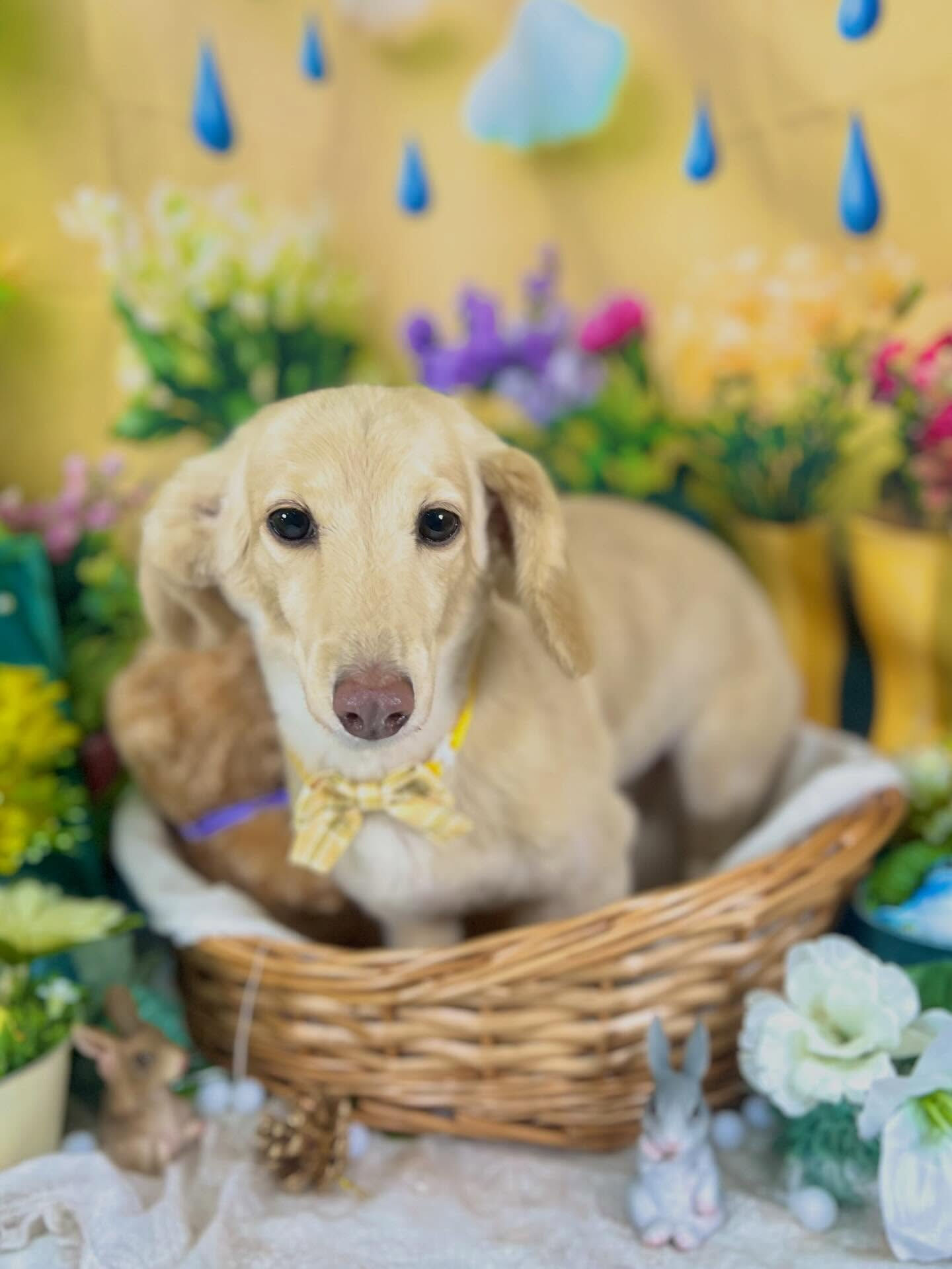 来店いただいた、ニカちゃんです🐶✨